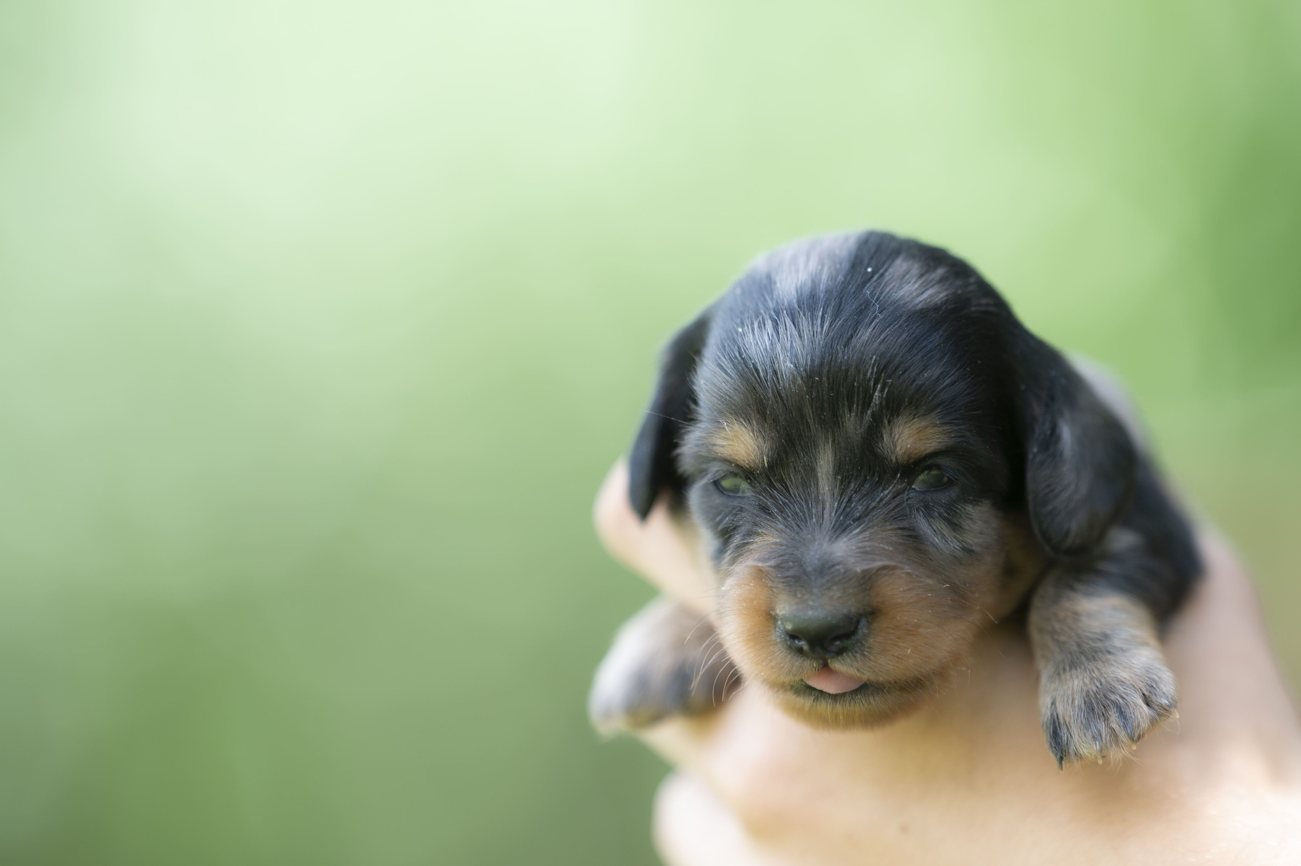 Lifestyle — HotDogs011 1