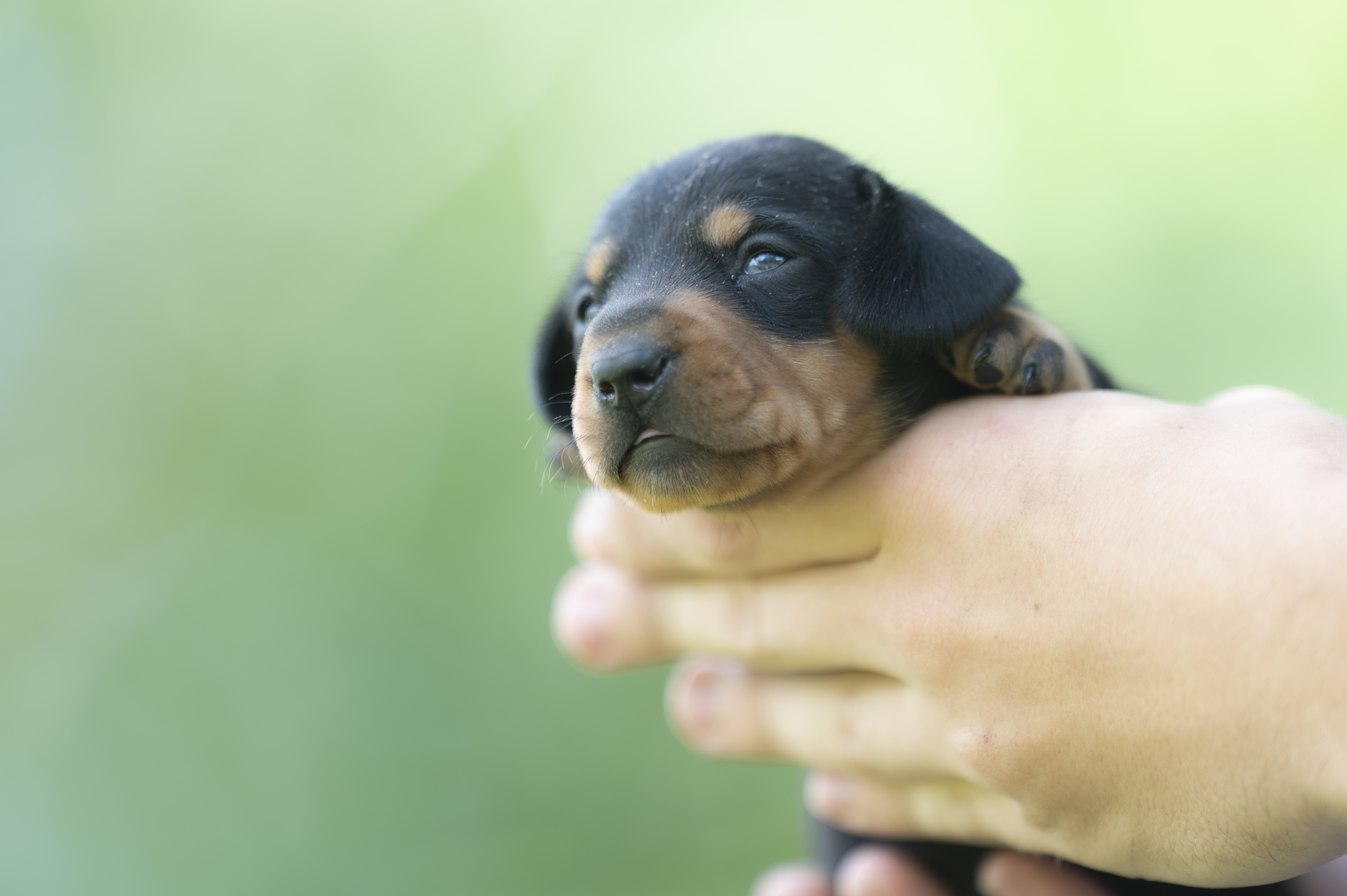 Lifestyle — HotDogs025