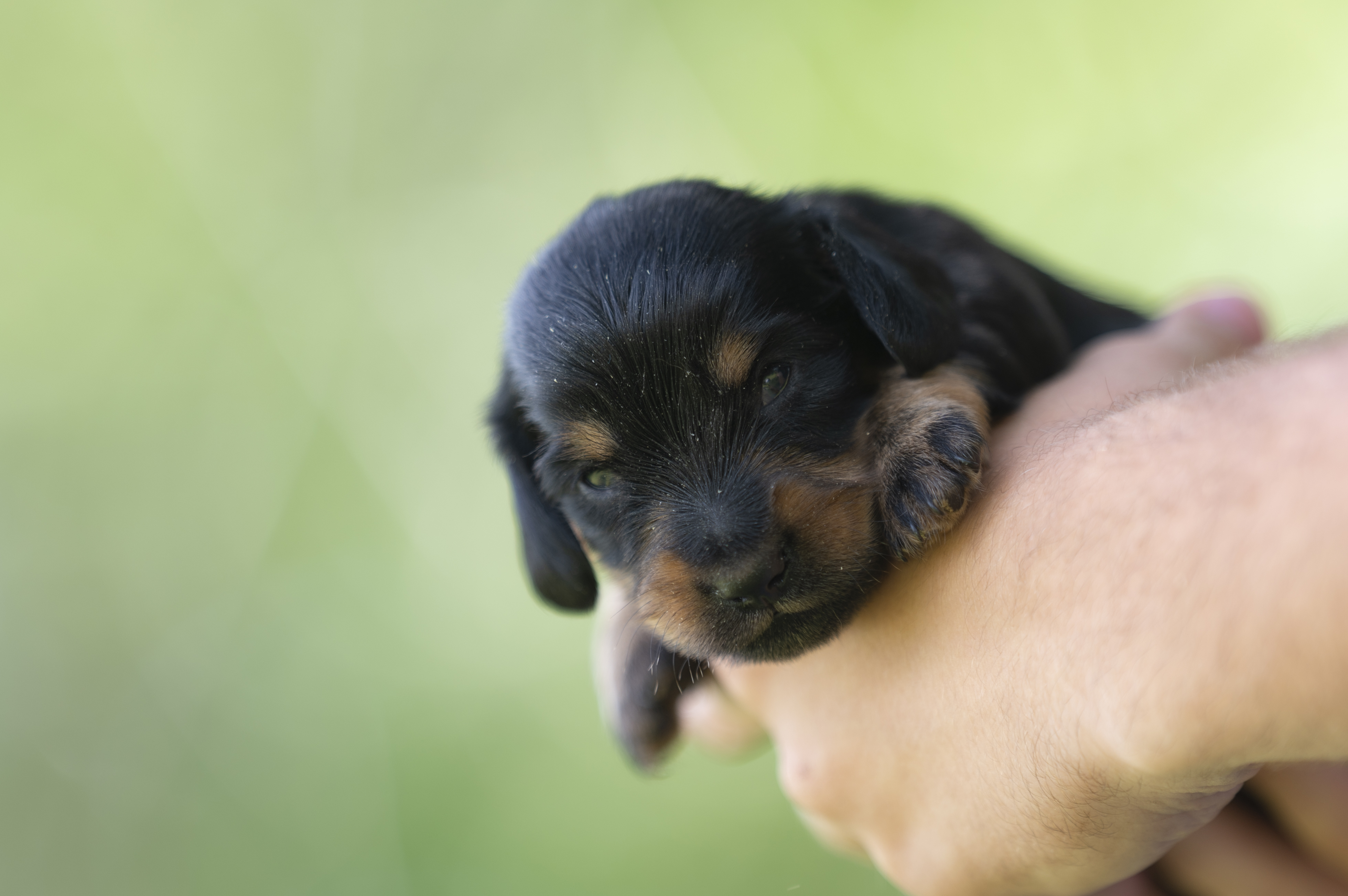 Lifestyle — HotDogs062