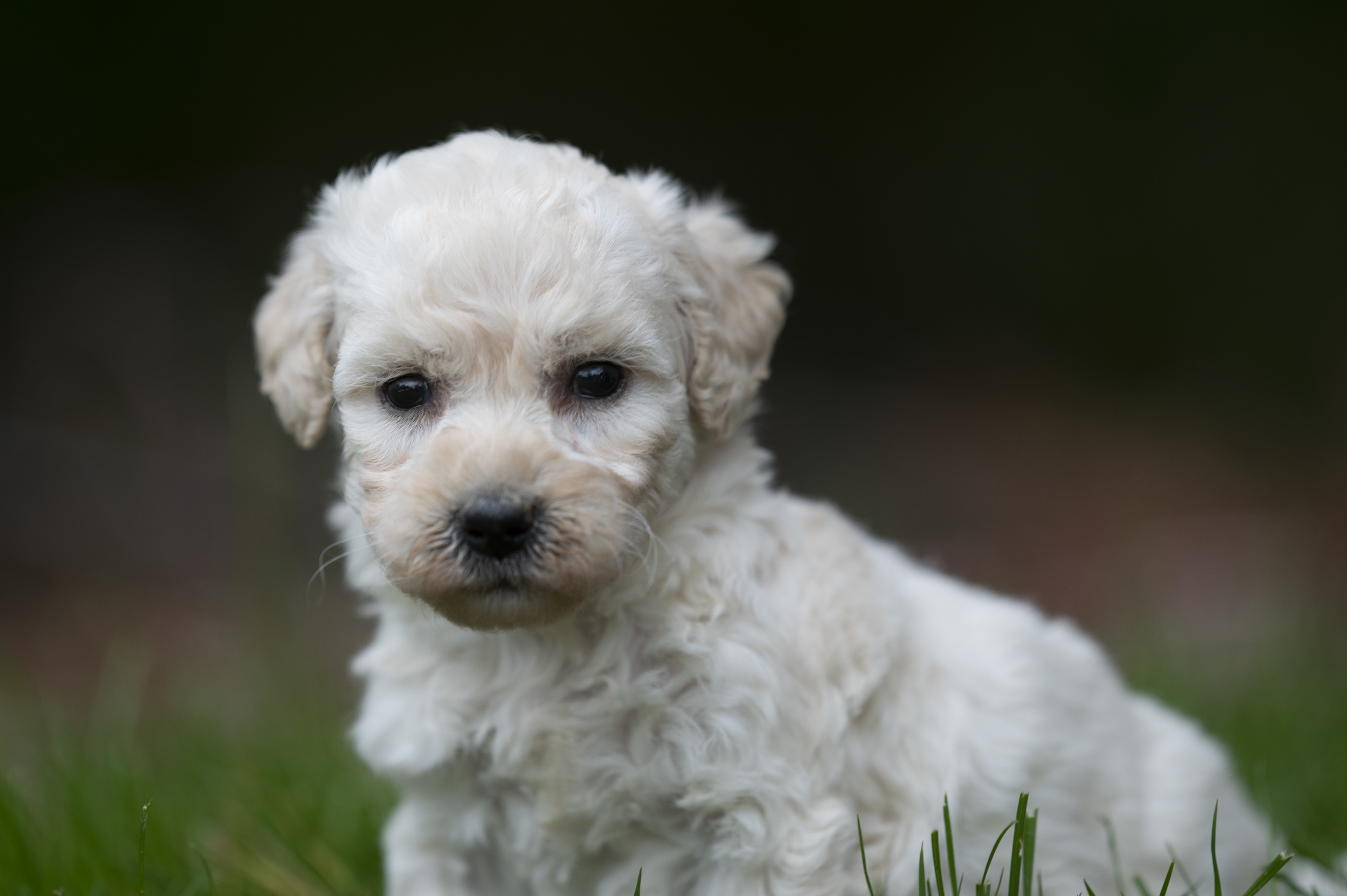 Lifestyle — DoodleWhite018