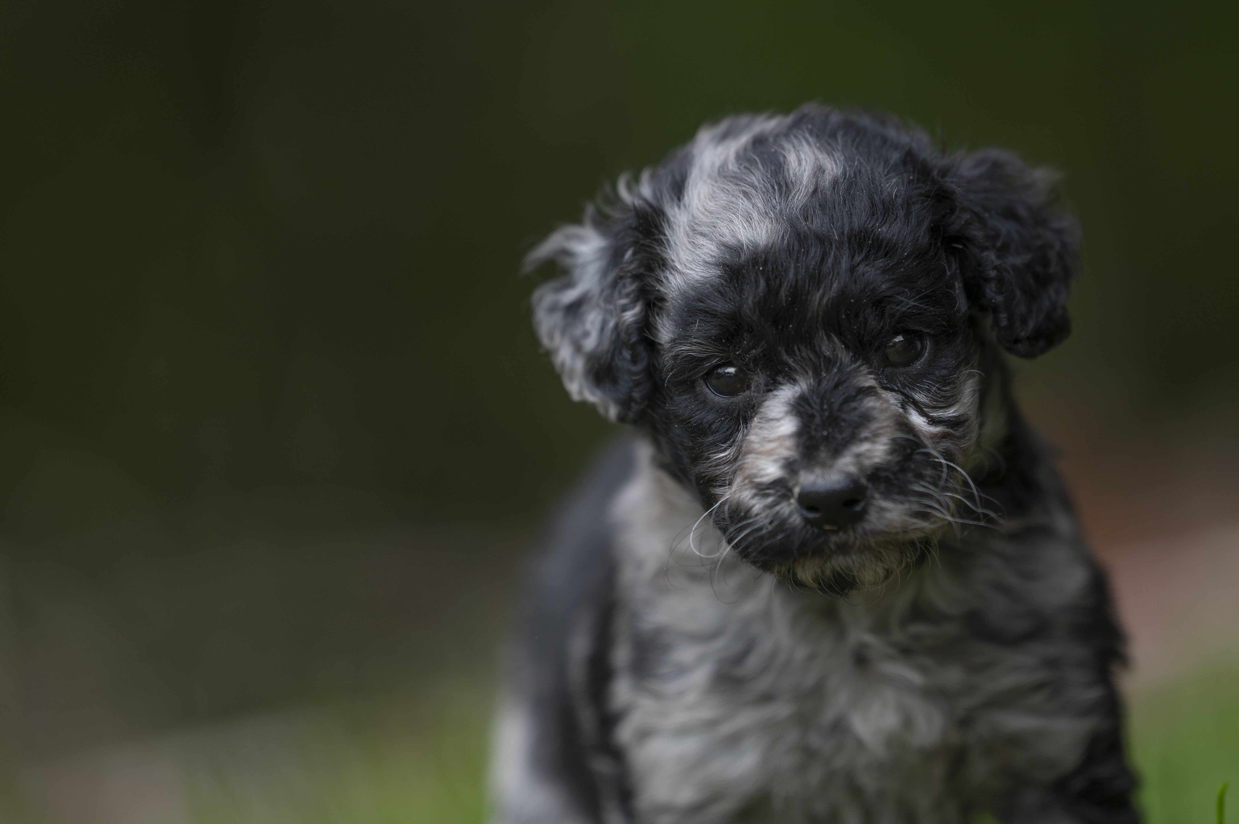 Lifestyle — DoodleWhite125