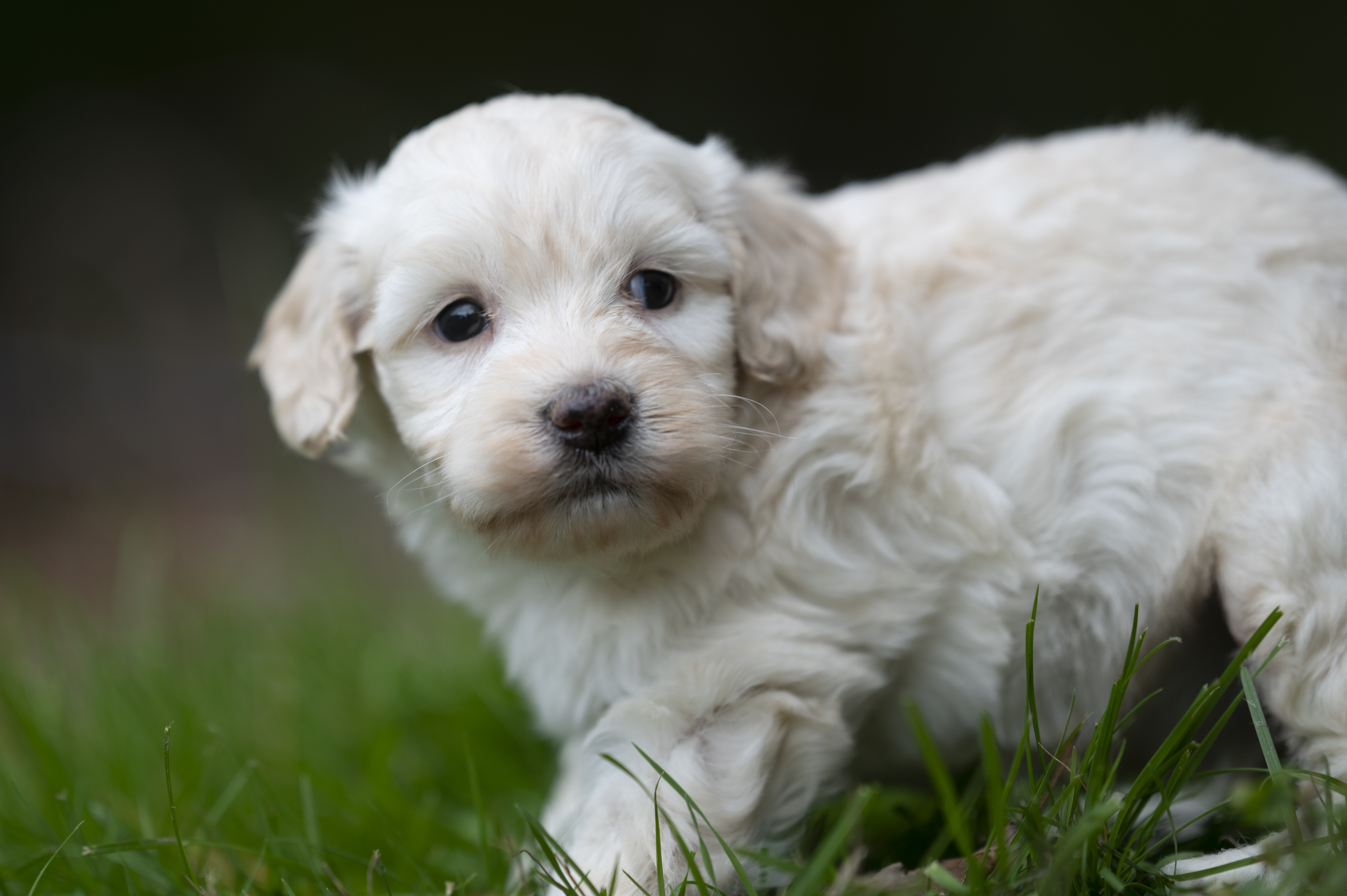 Lifestyle — DoodleWhite132