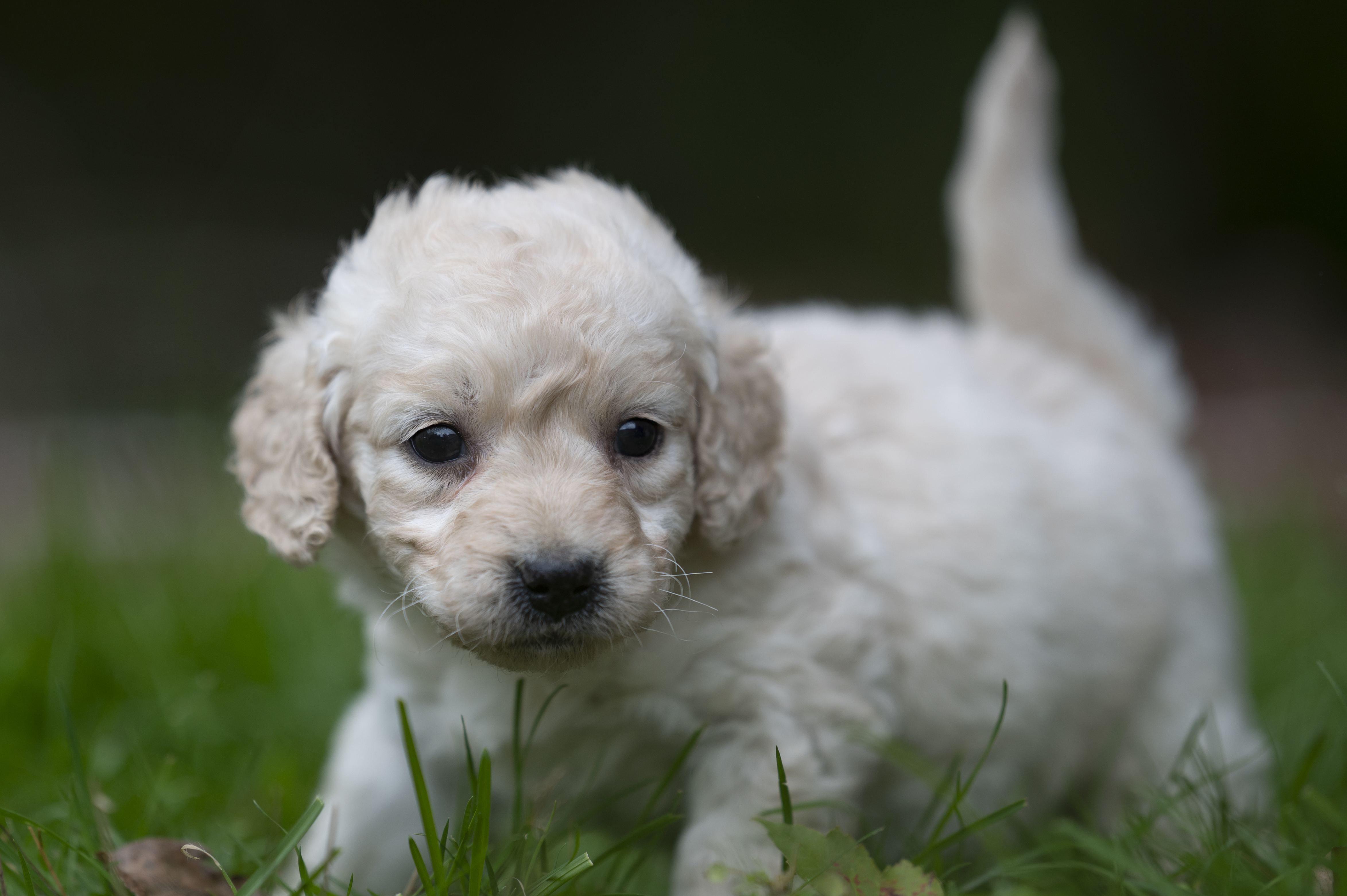 Lifestyle — DoodleWhite163