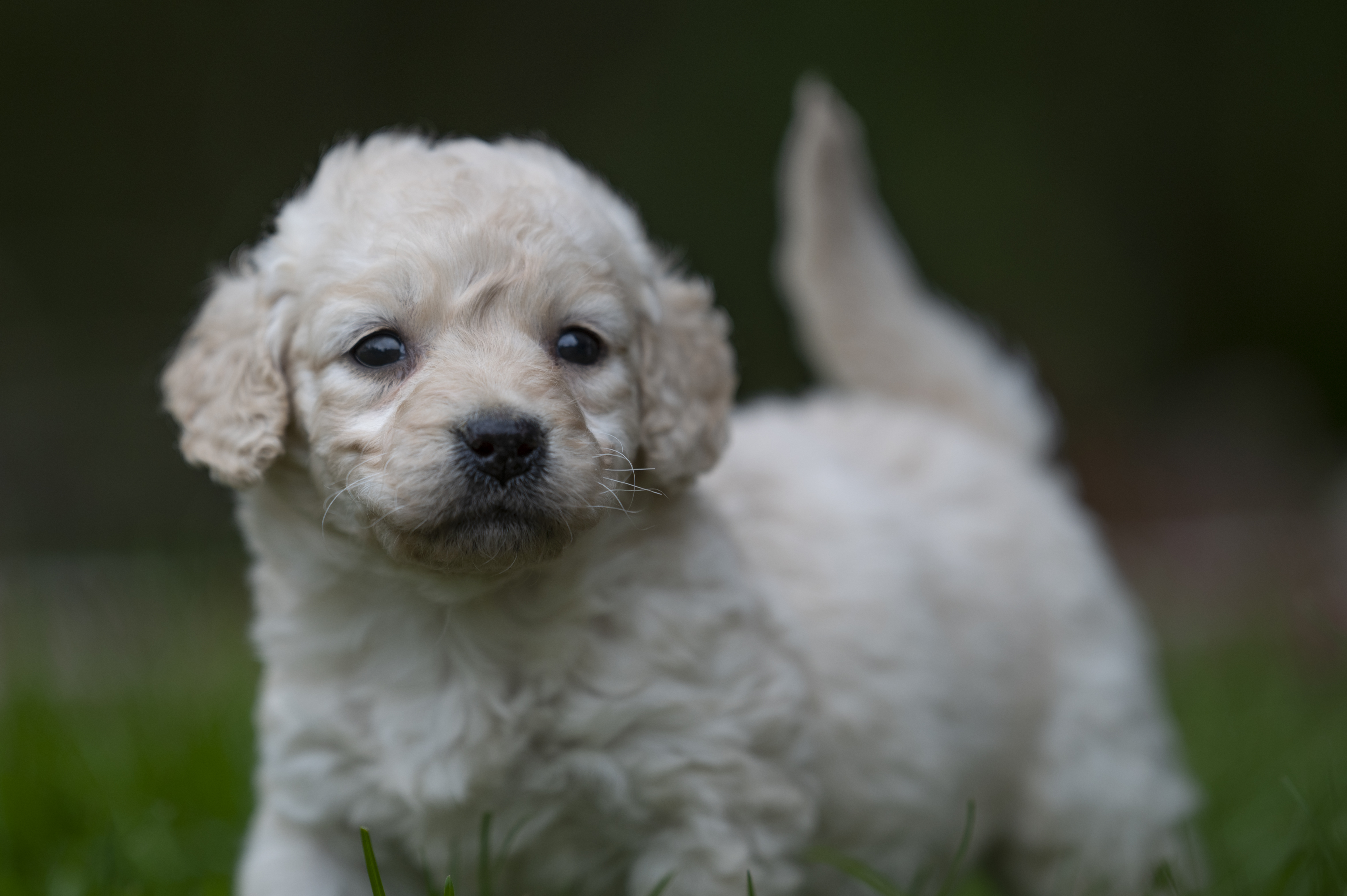 Lifestyle — DoodleWhite193