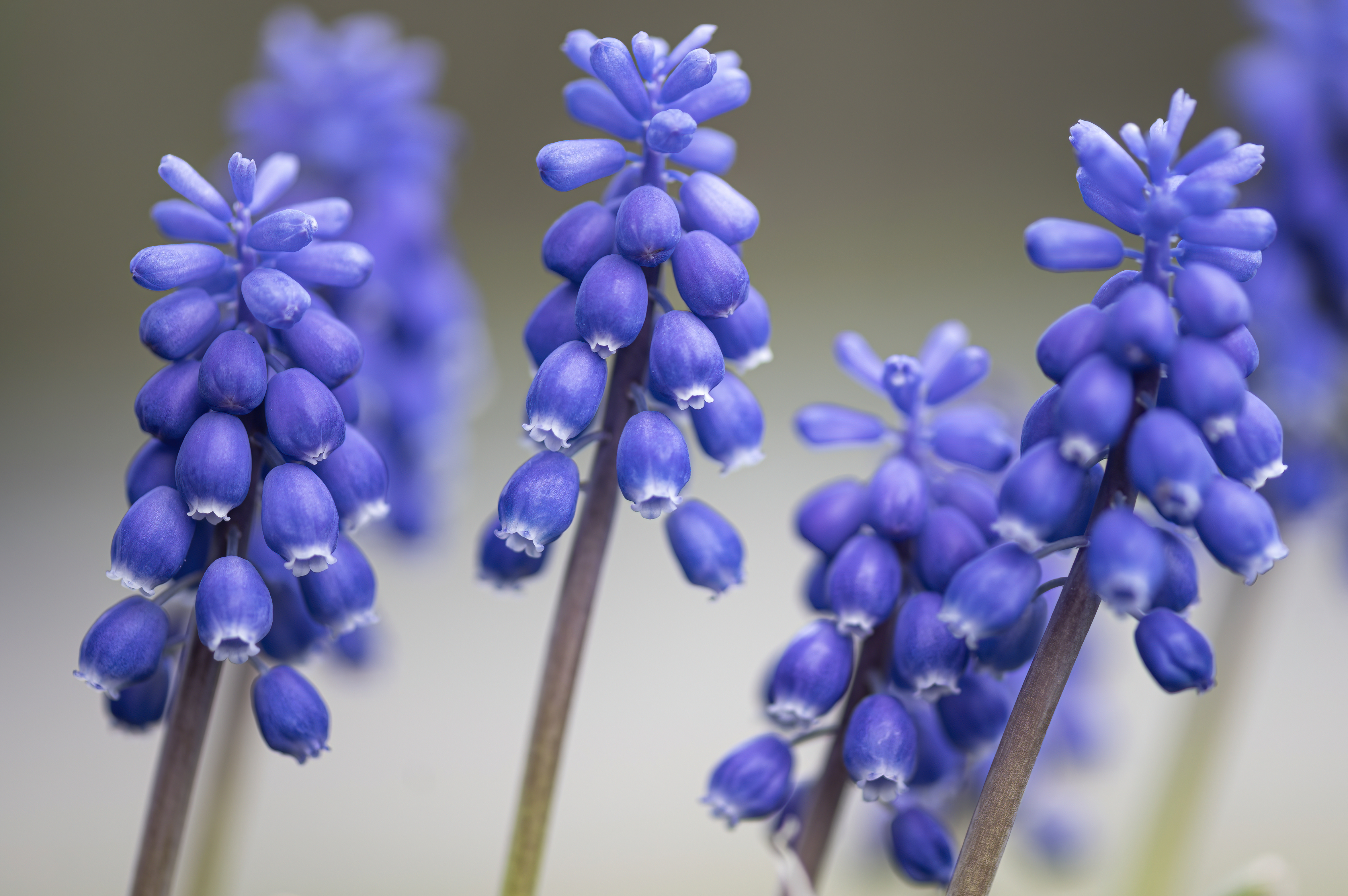 Nature — Flowers114 f