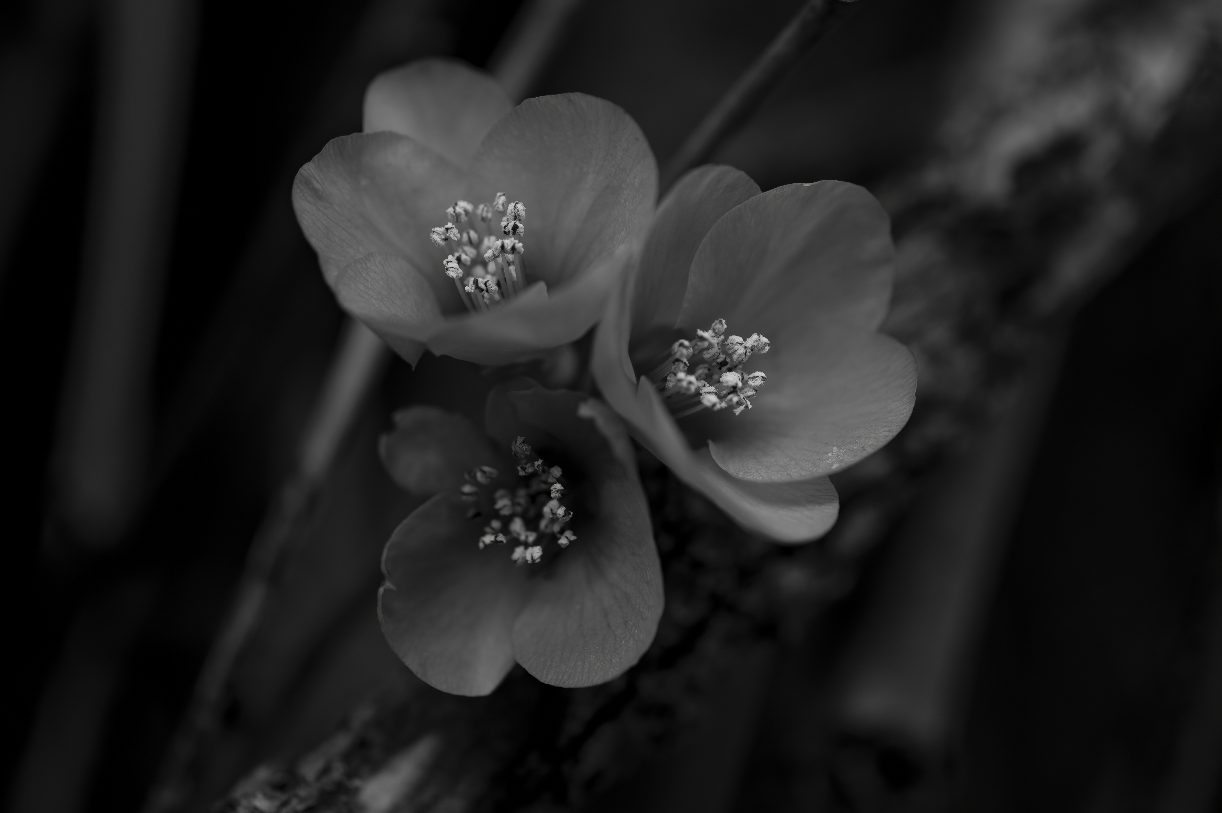 Nature — Flowers181 f