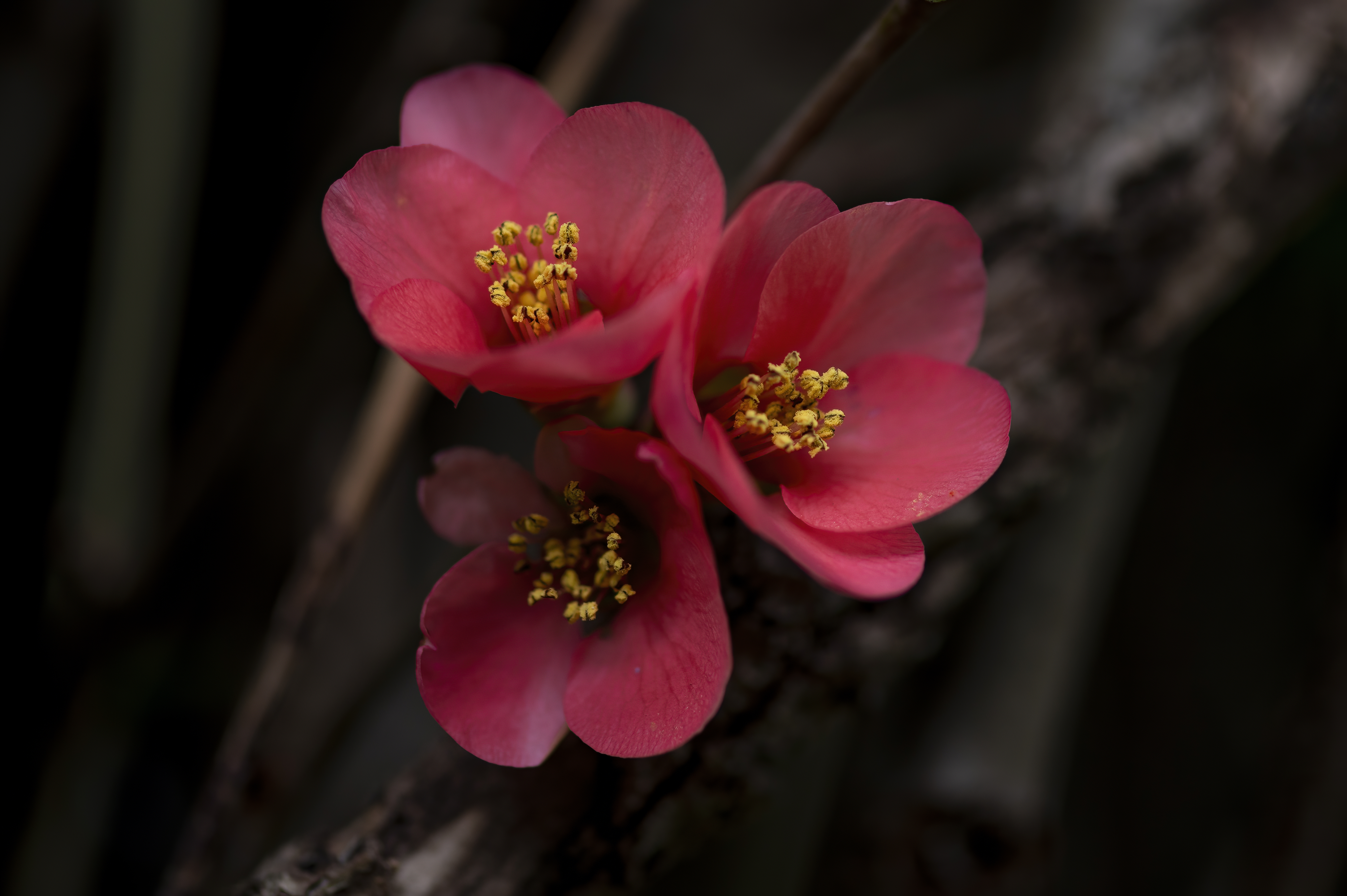 Nature — Flowers181 1 f