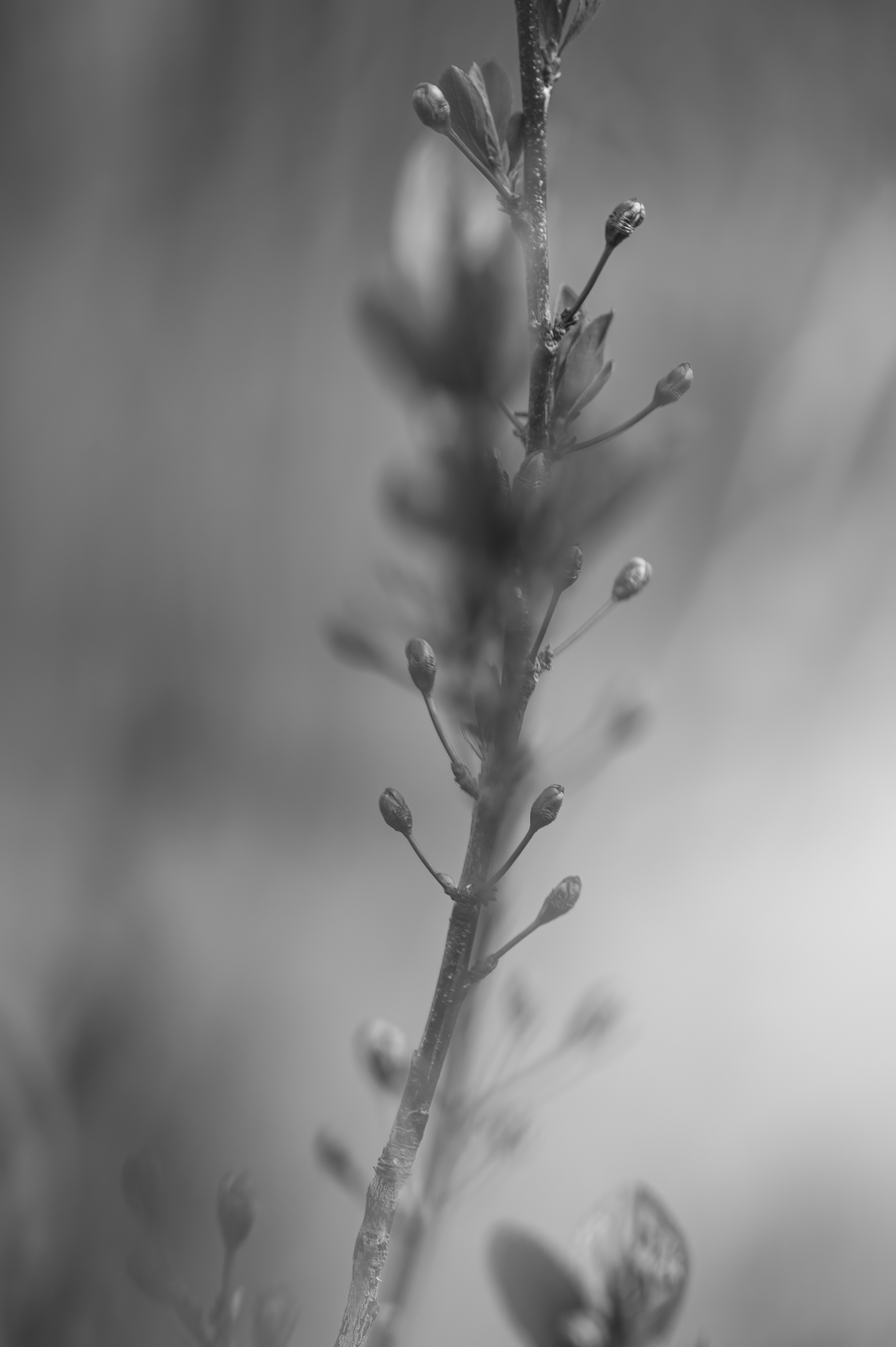 Nature — Flowers185 f