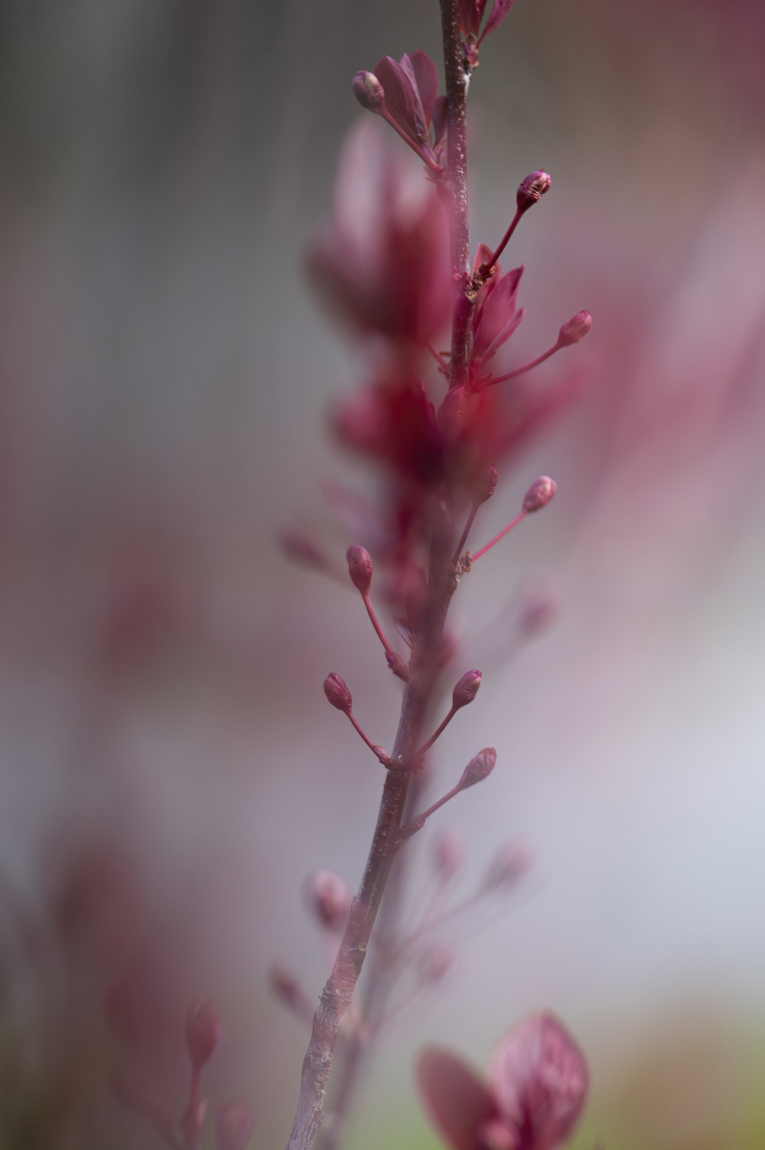 Nature — Flowers185 f