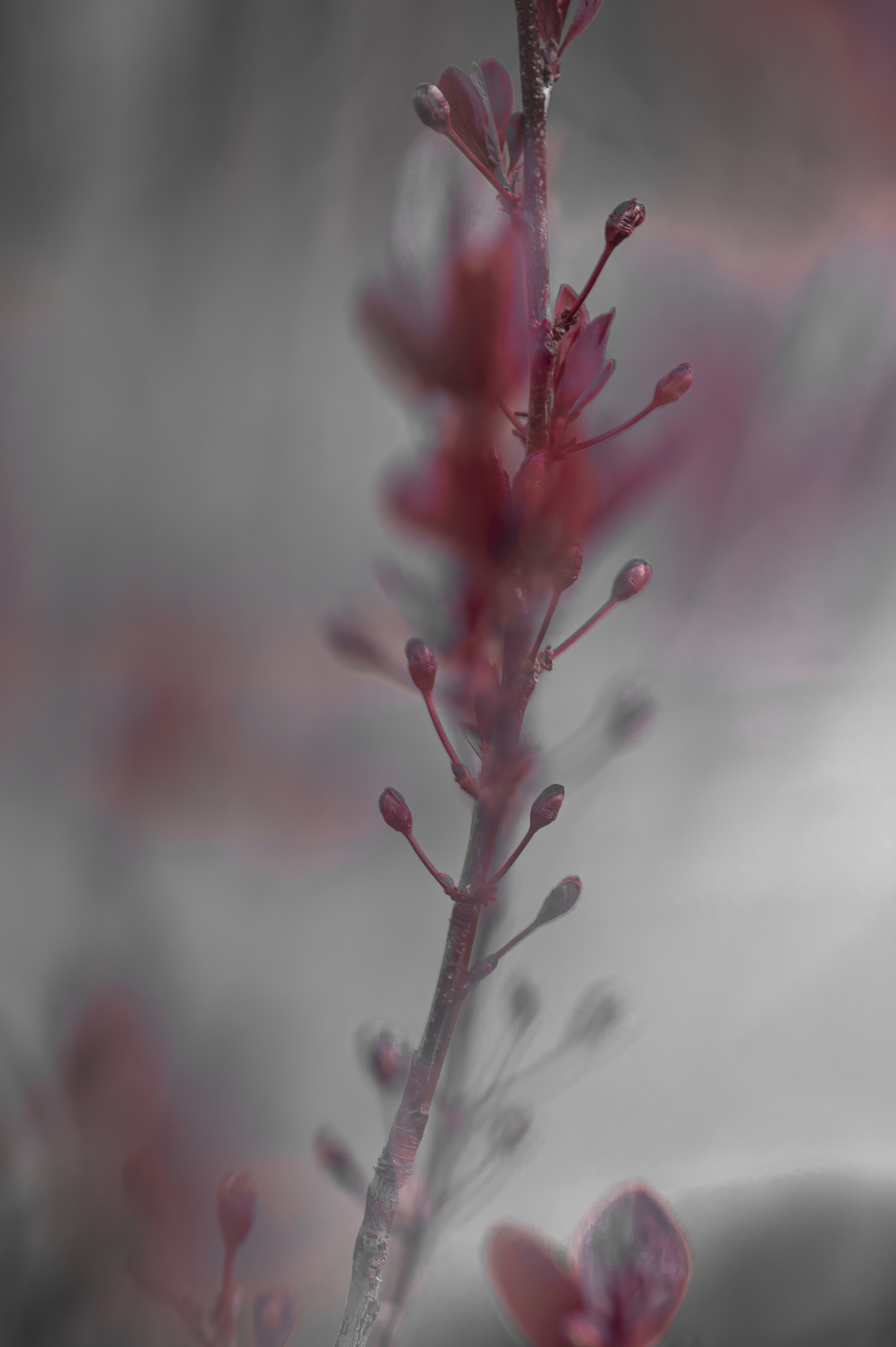 Nature — Flowers185 1 f