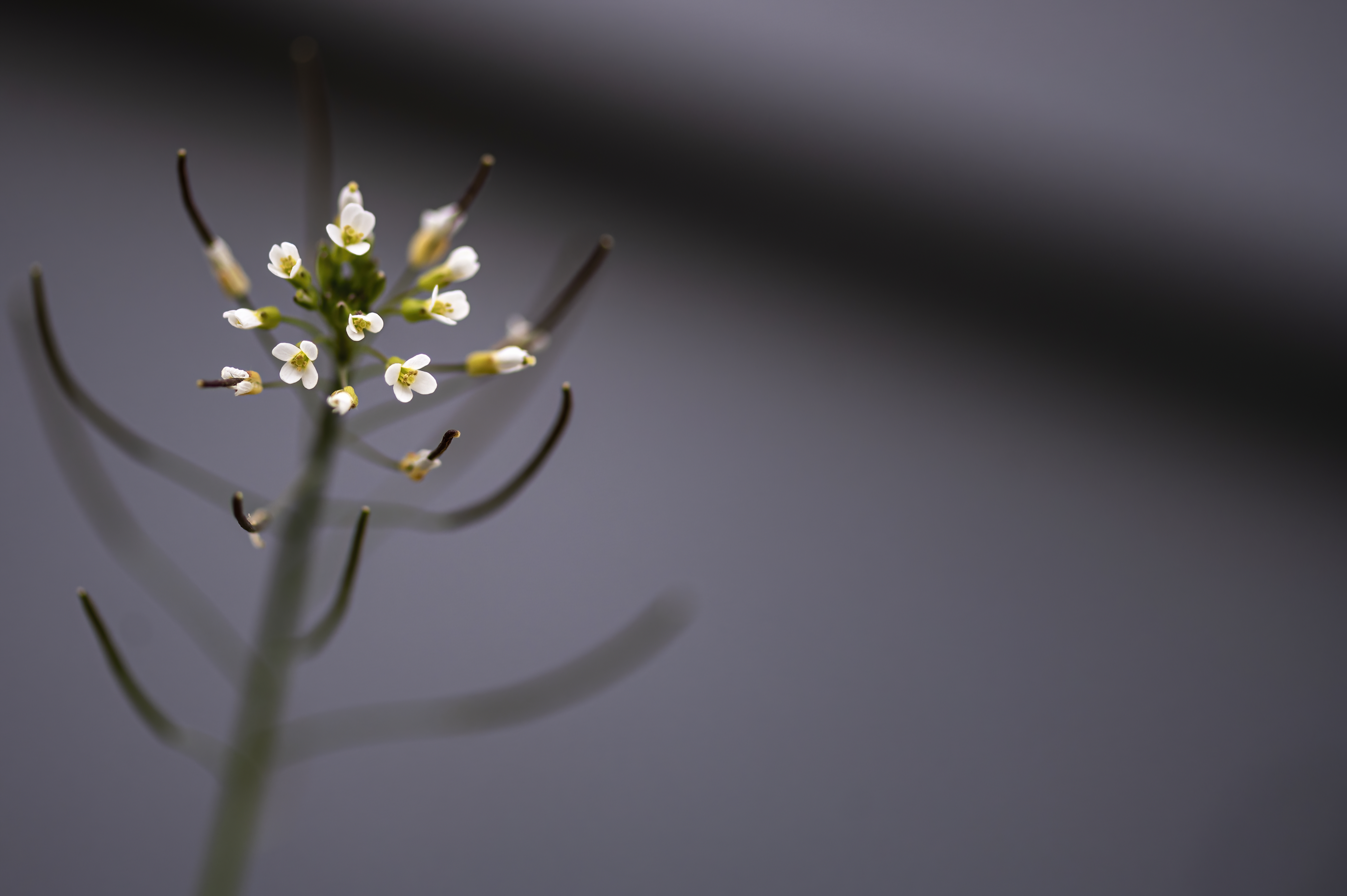 Nature — Flowers360 f