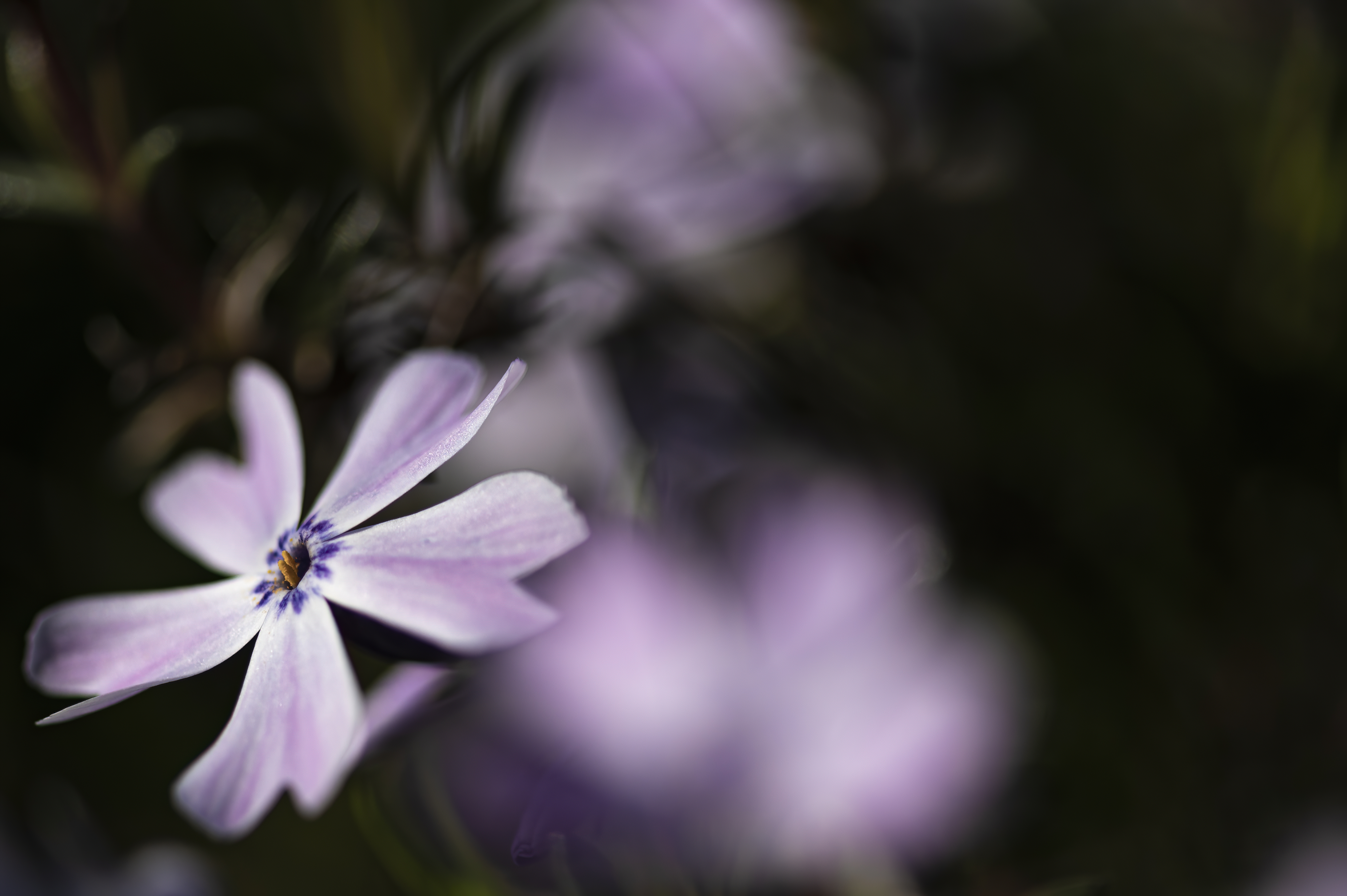 Nature — Flowers590 f