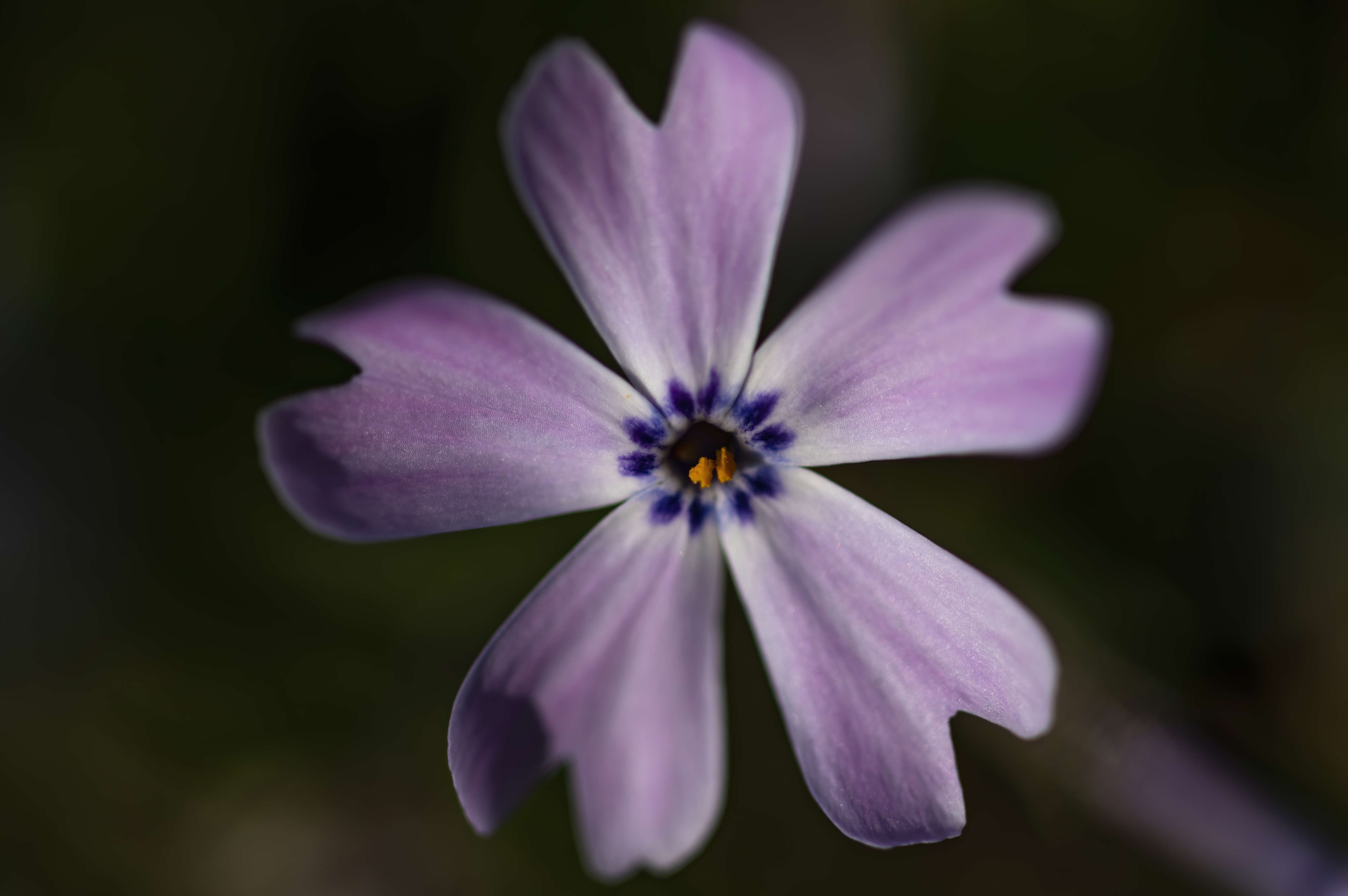 Nature — Flowers637 f