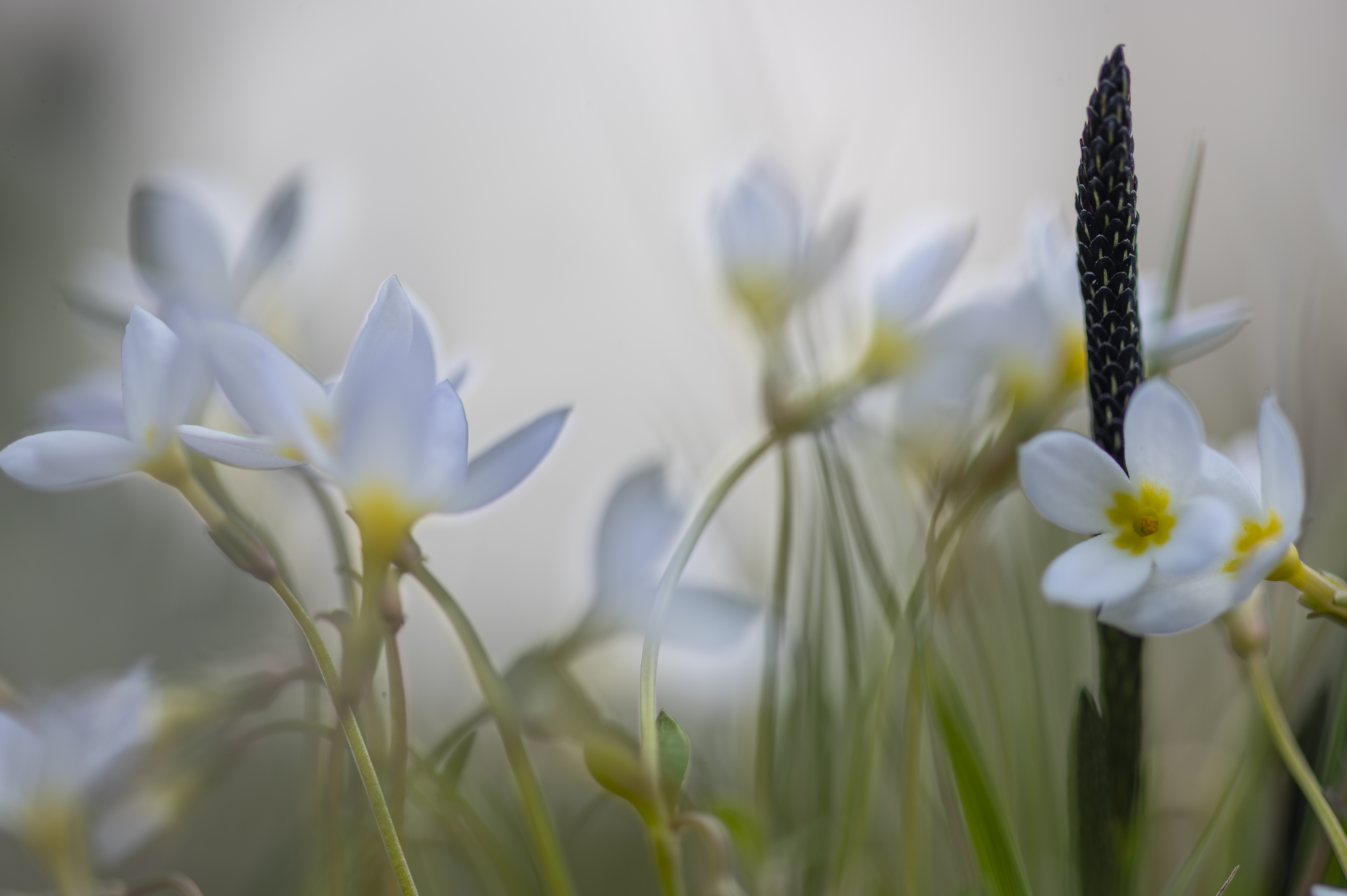 Nature — Flowers2108