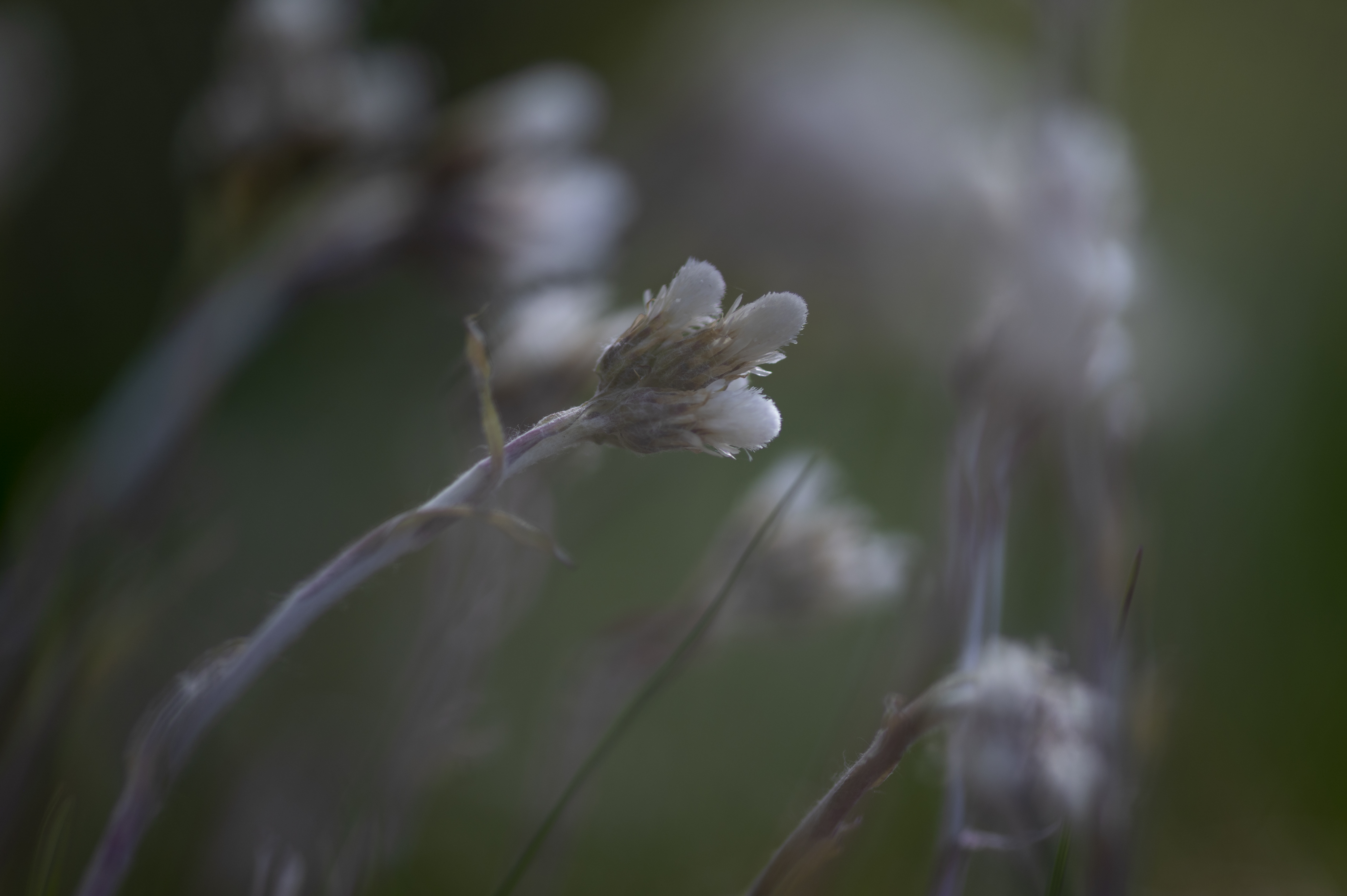 Nature — Flowers2168
