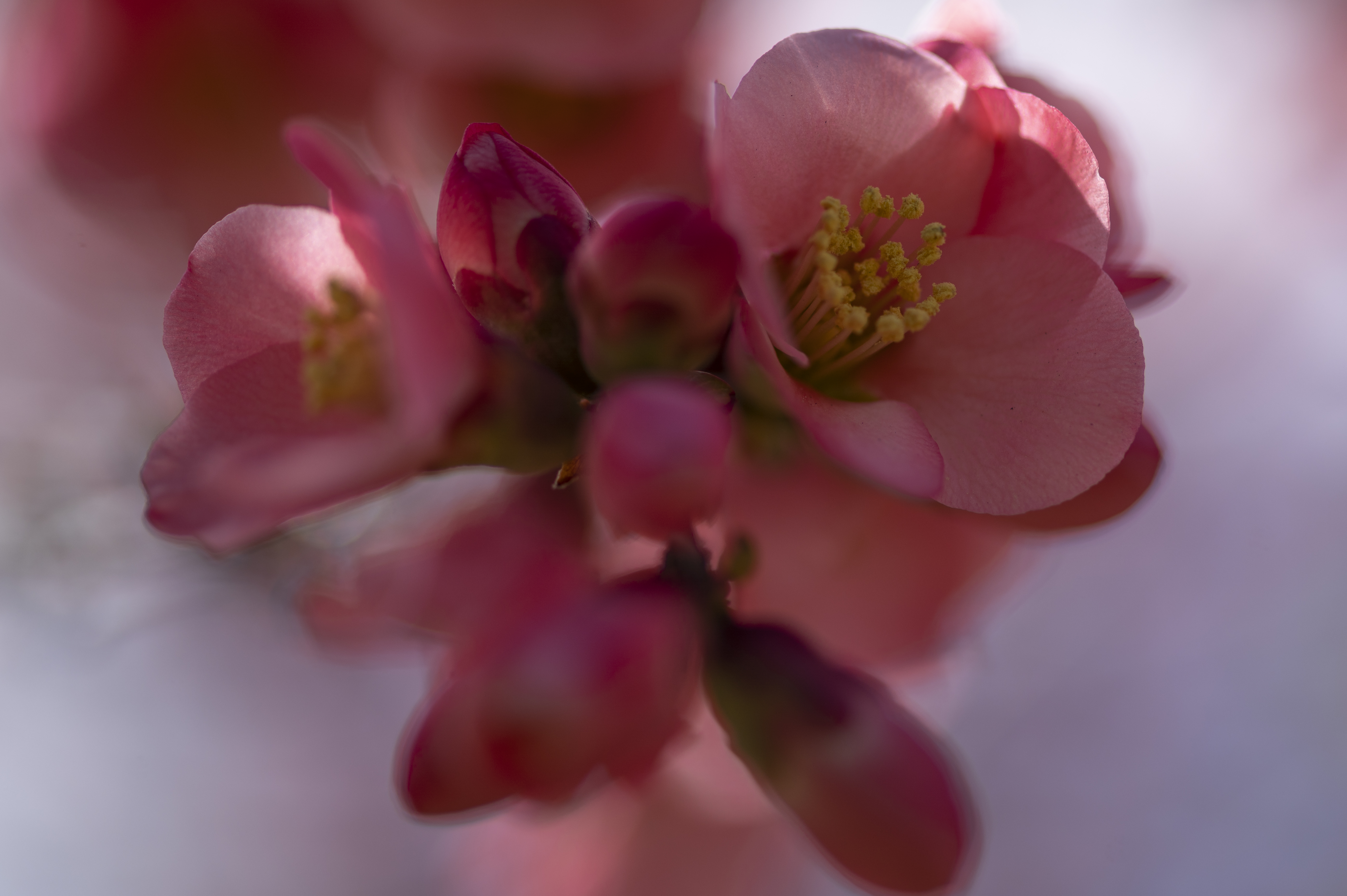 Nature — Flowers013