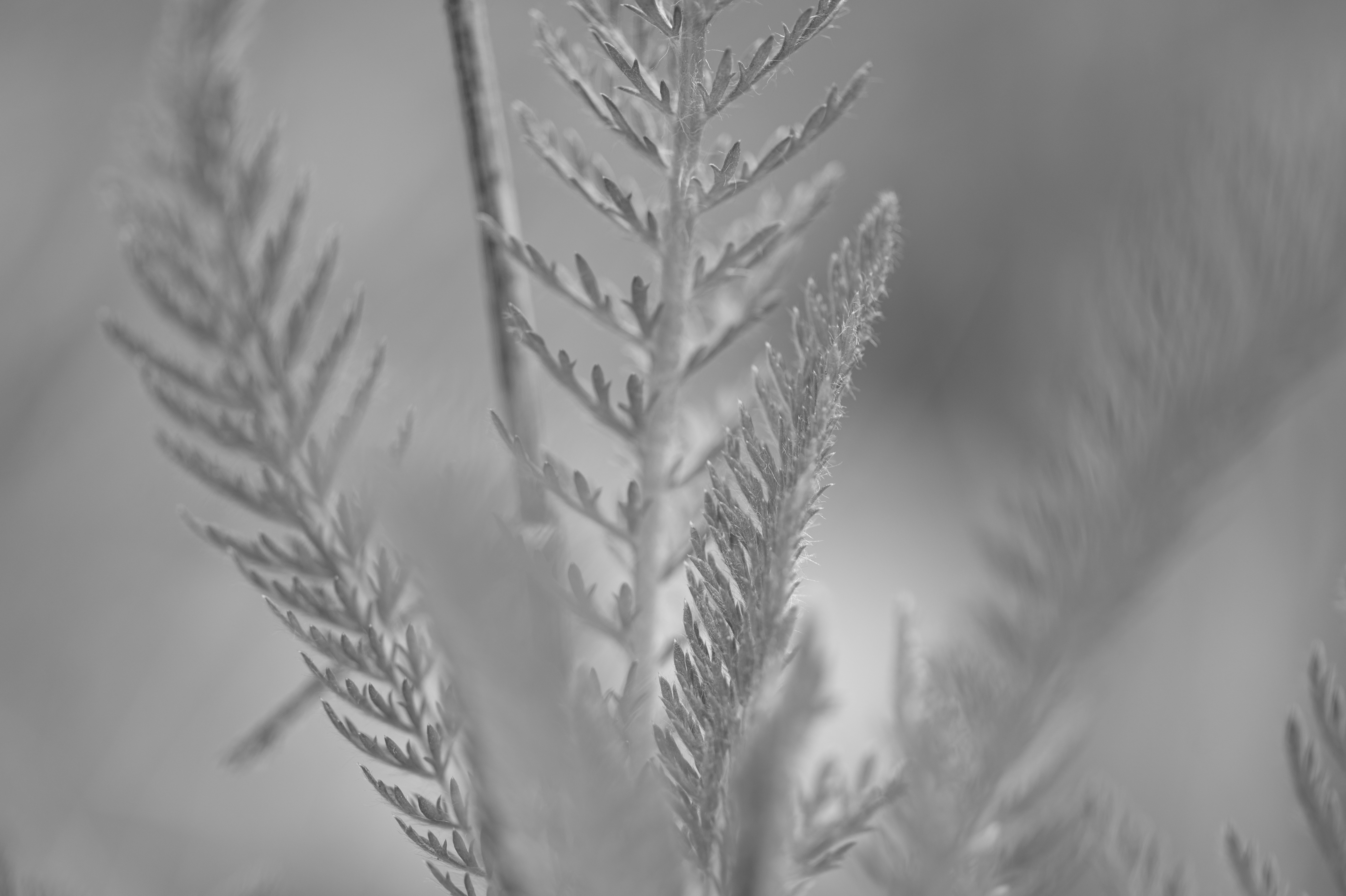 Nature — Flowers066 1