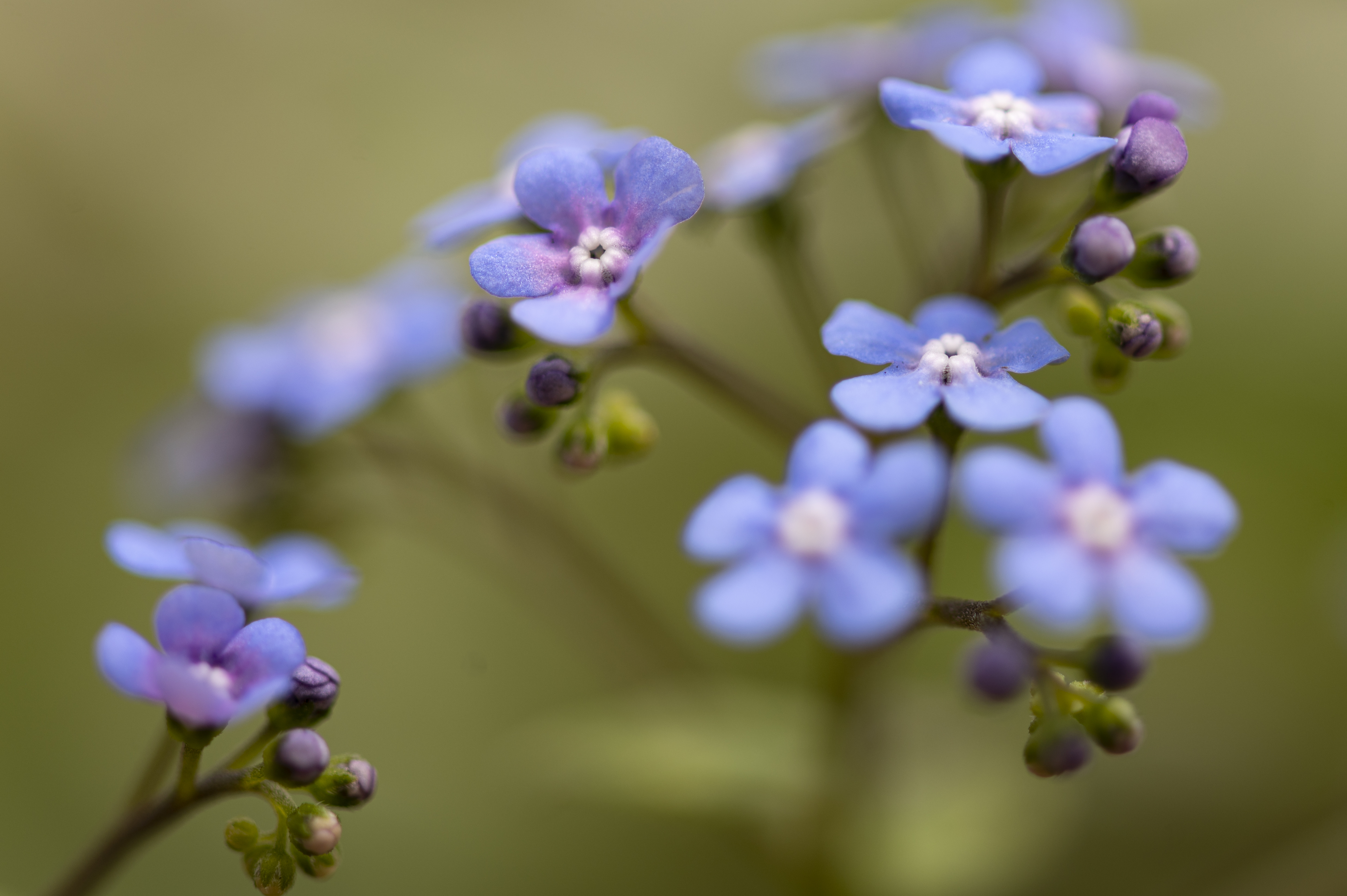 Nature — Flowers096