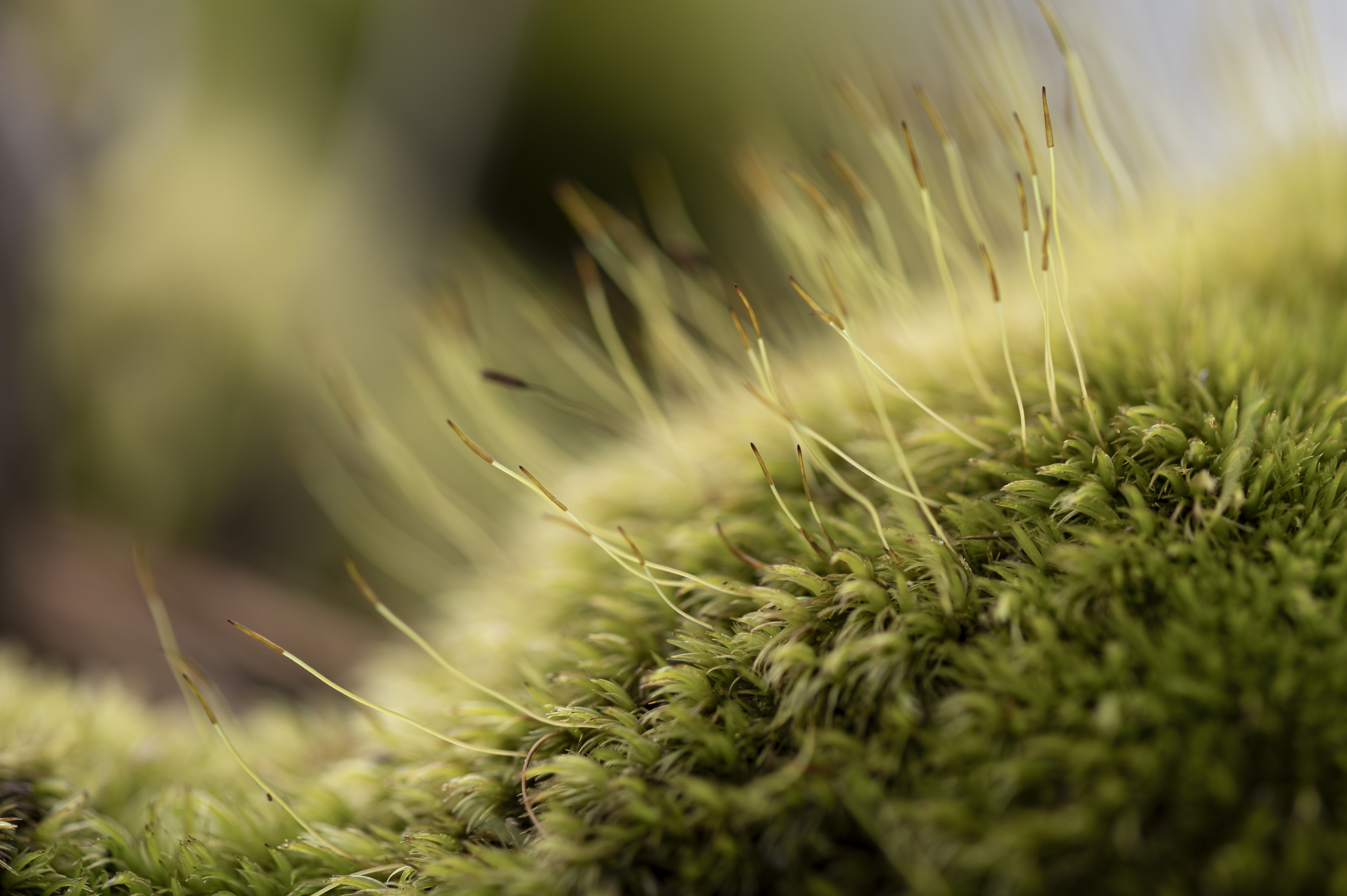 Nature — Leaves141