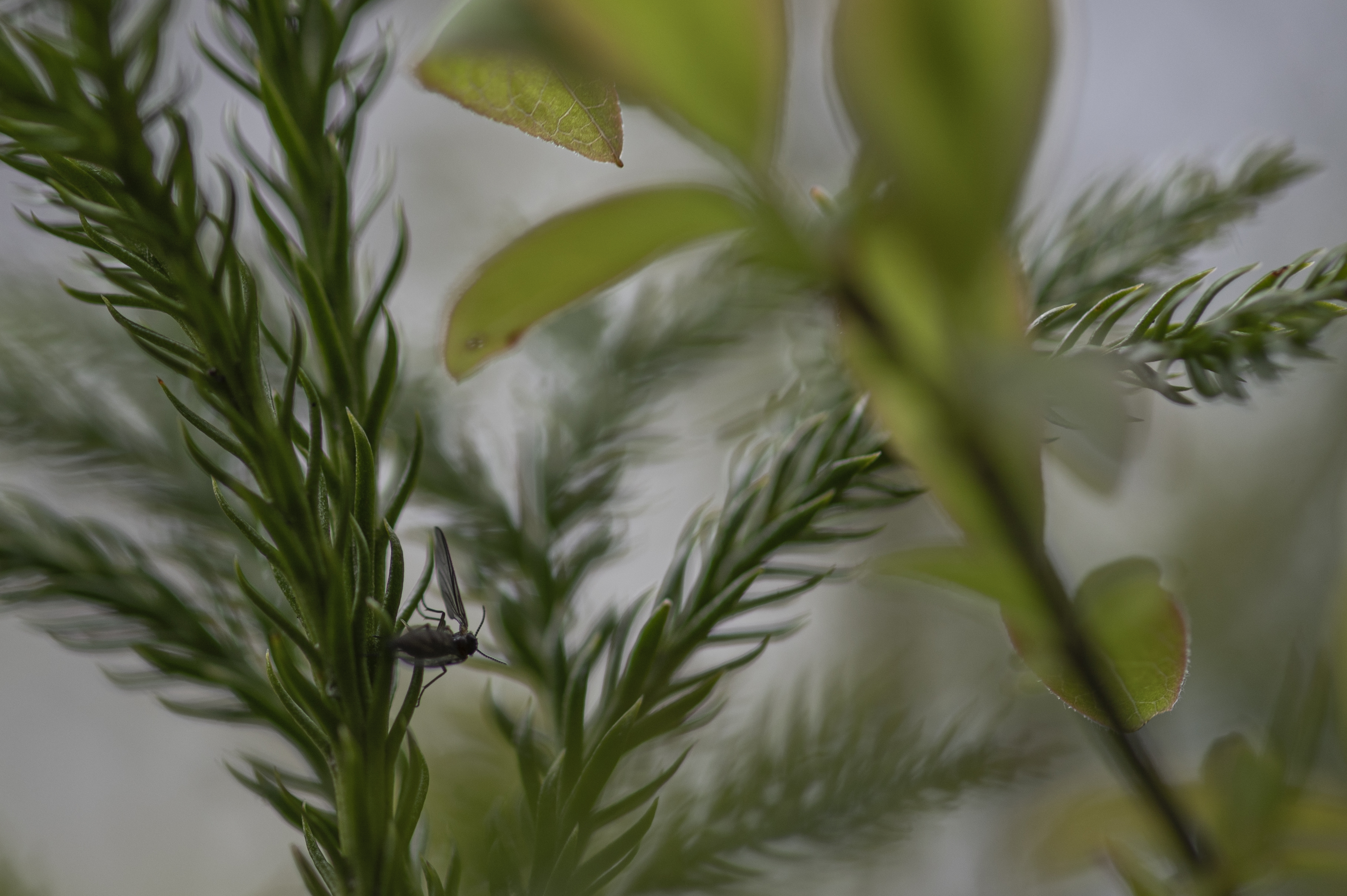 Nature — Leaves158