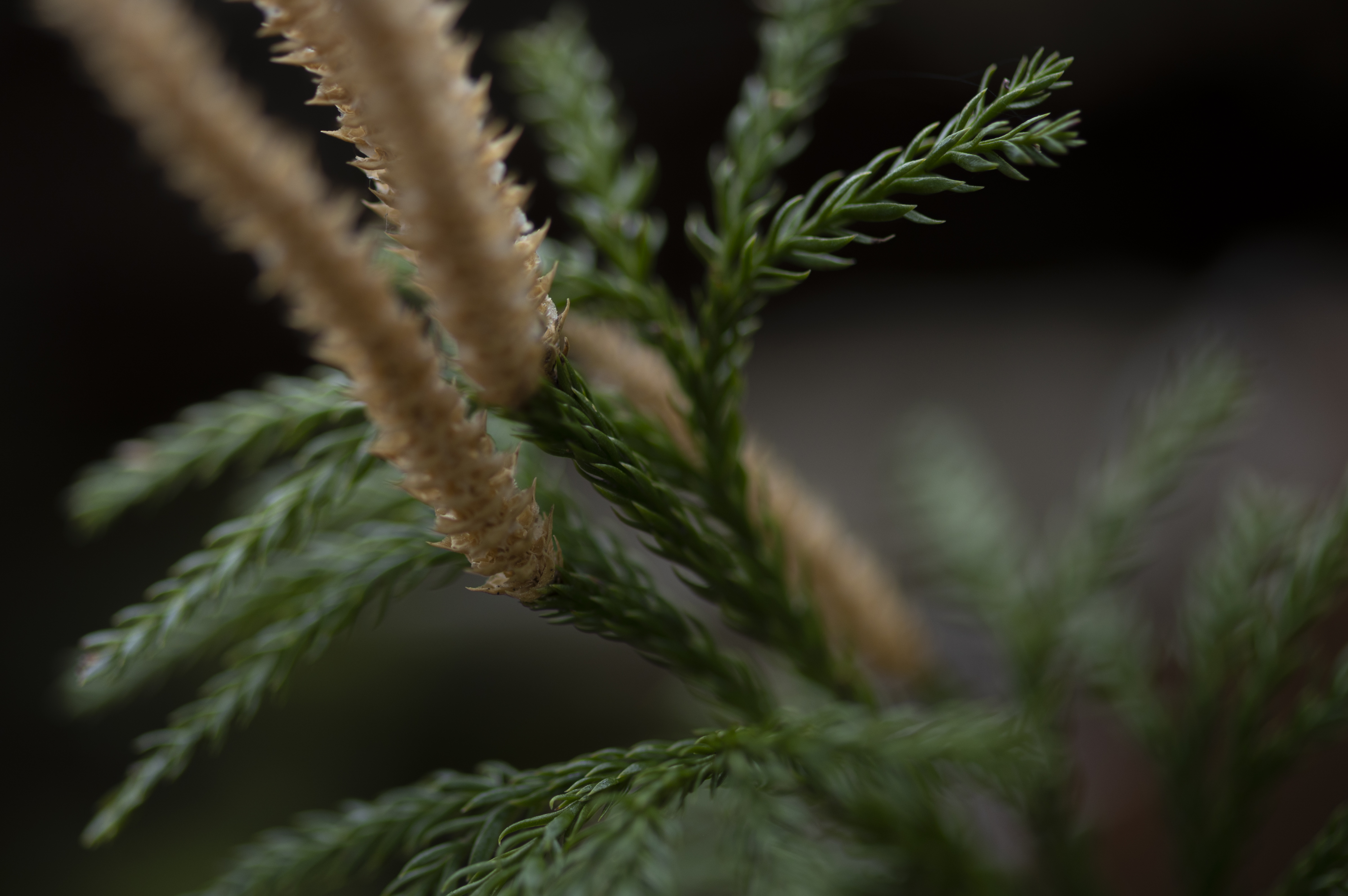 Nature — Leaves189