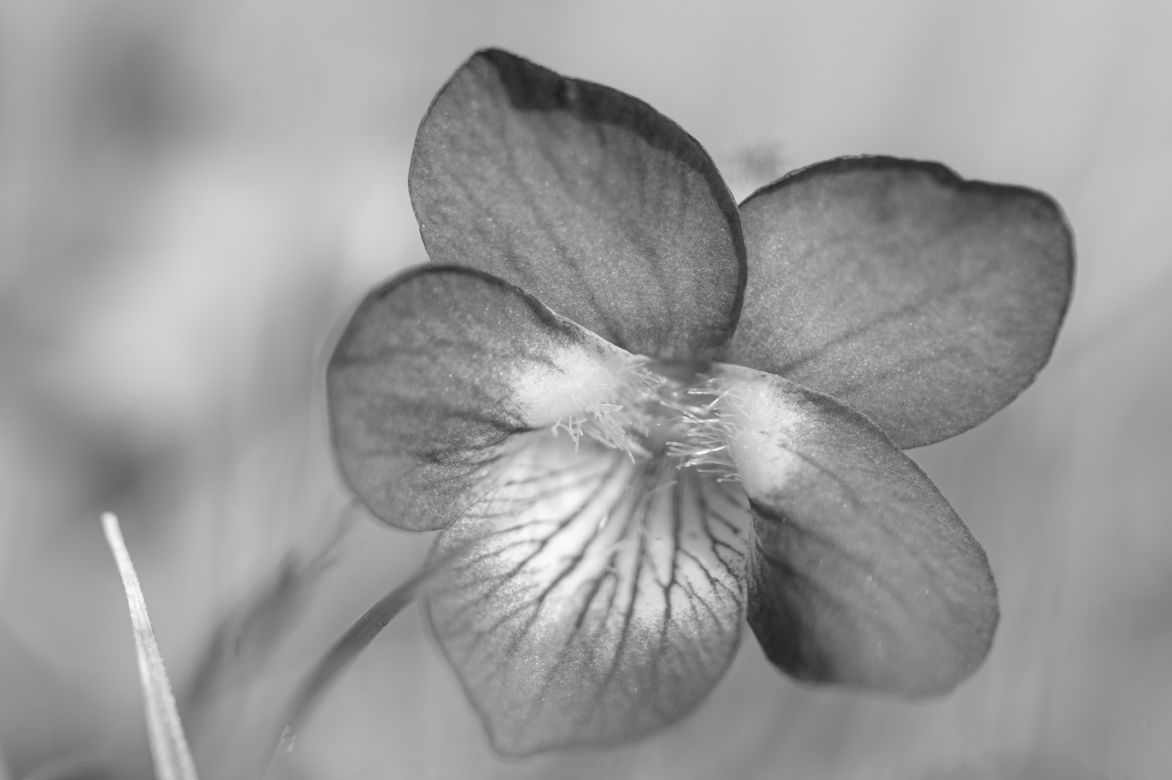 Nature — NHFlowers34