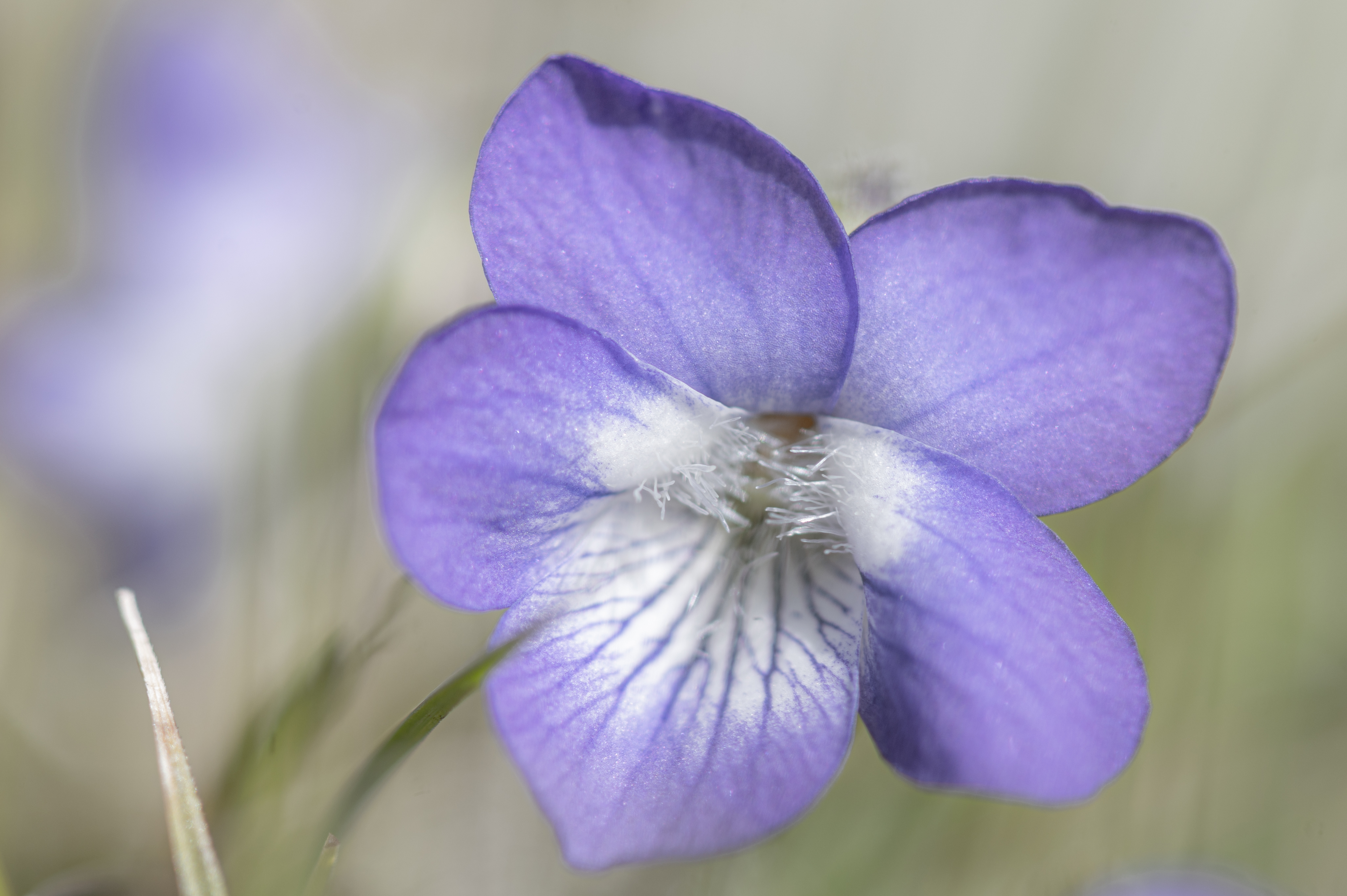 Nature — NHFlowers34 1