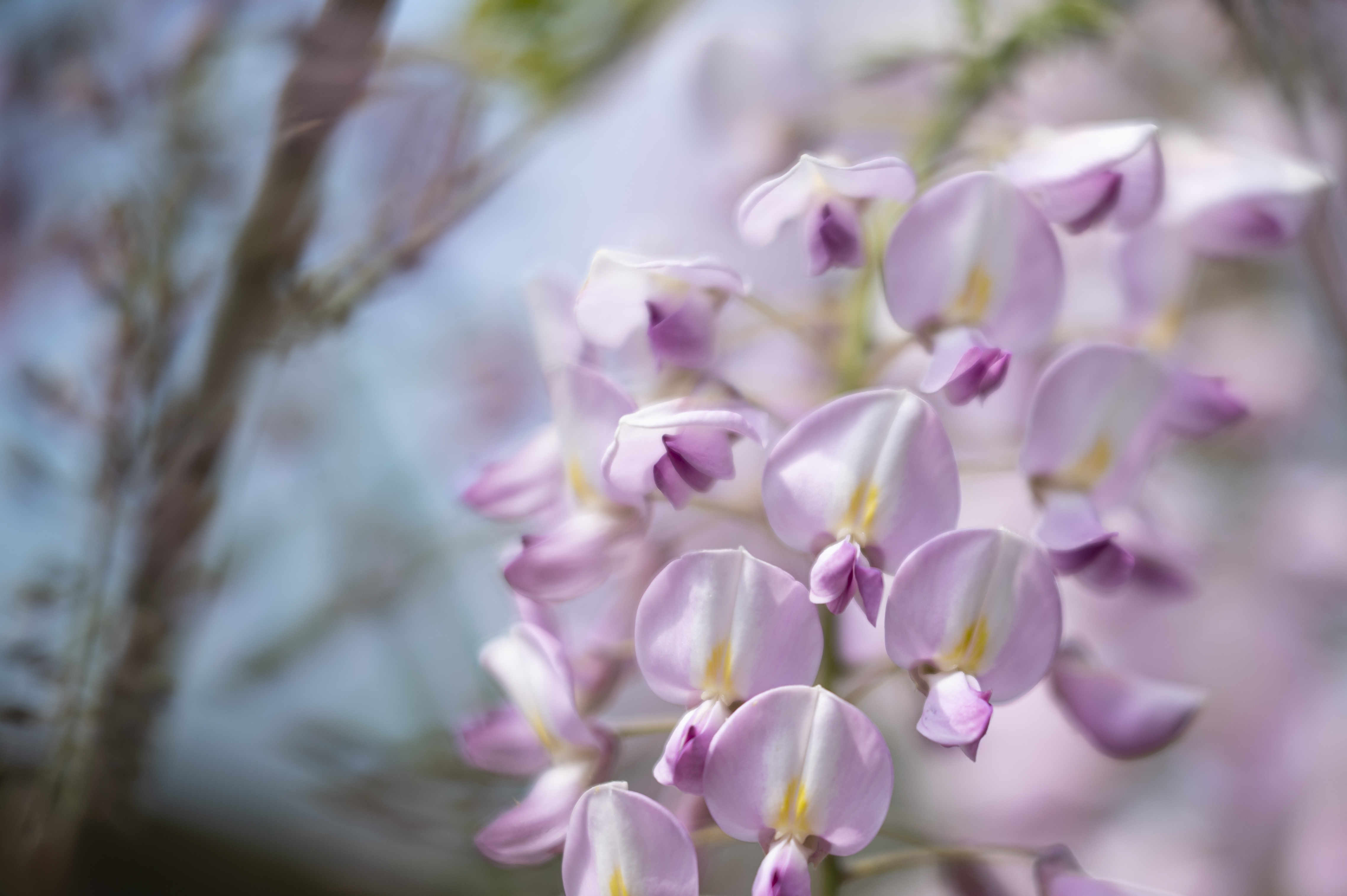 Nature — Purple Flowers01