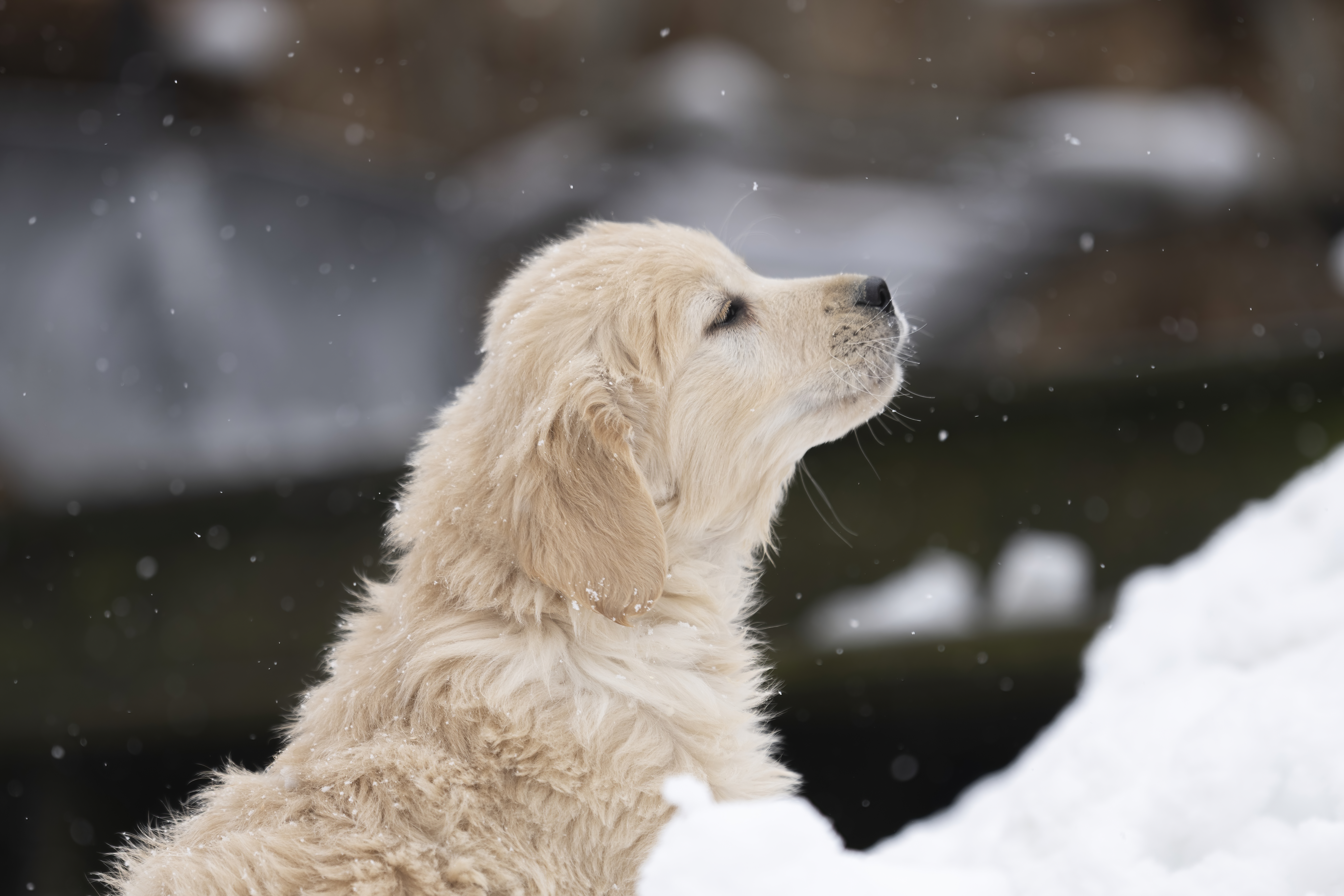 Puppies — DukeGr013 f