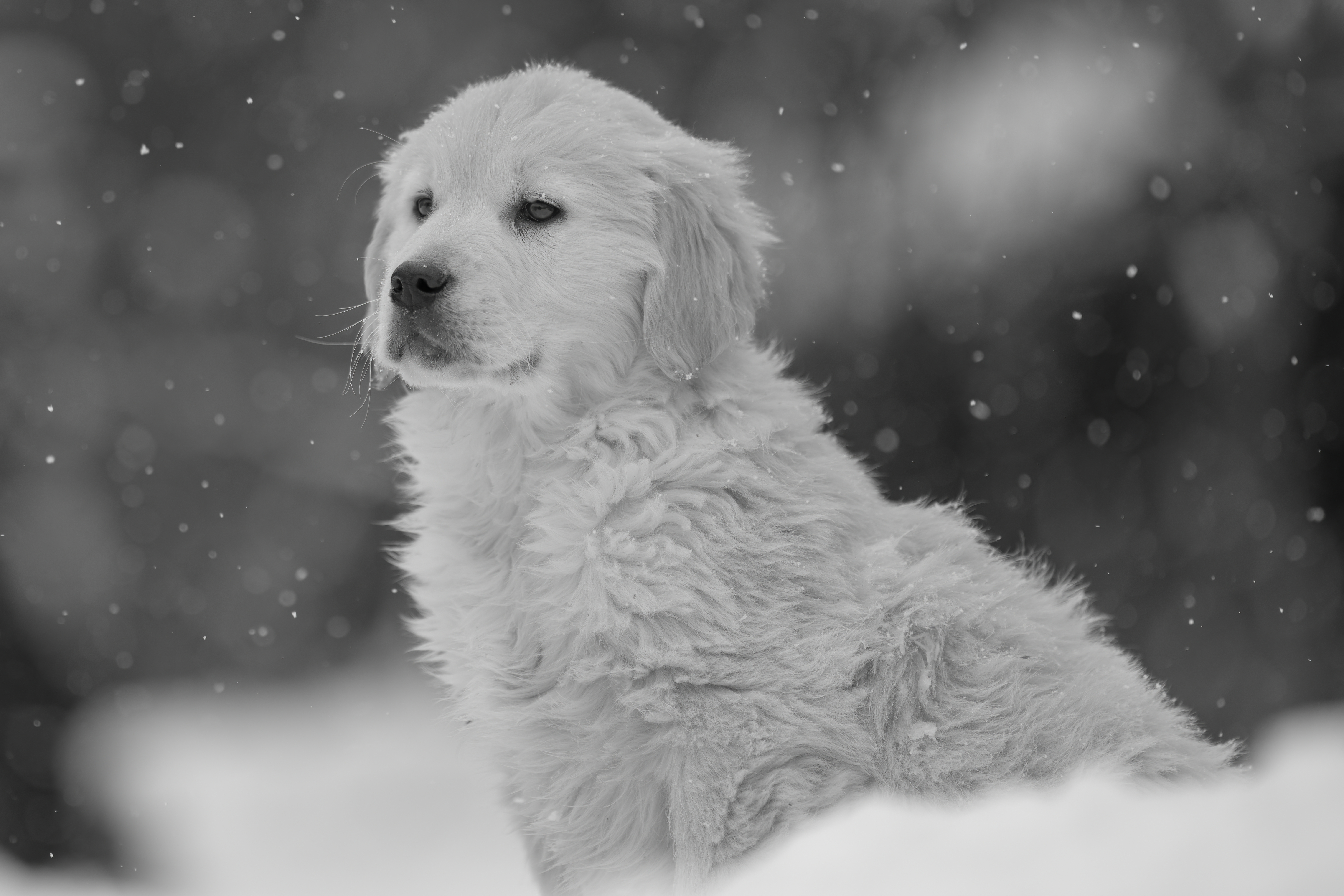 Puppies — DukeGr080 f