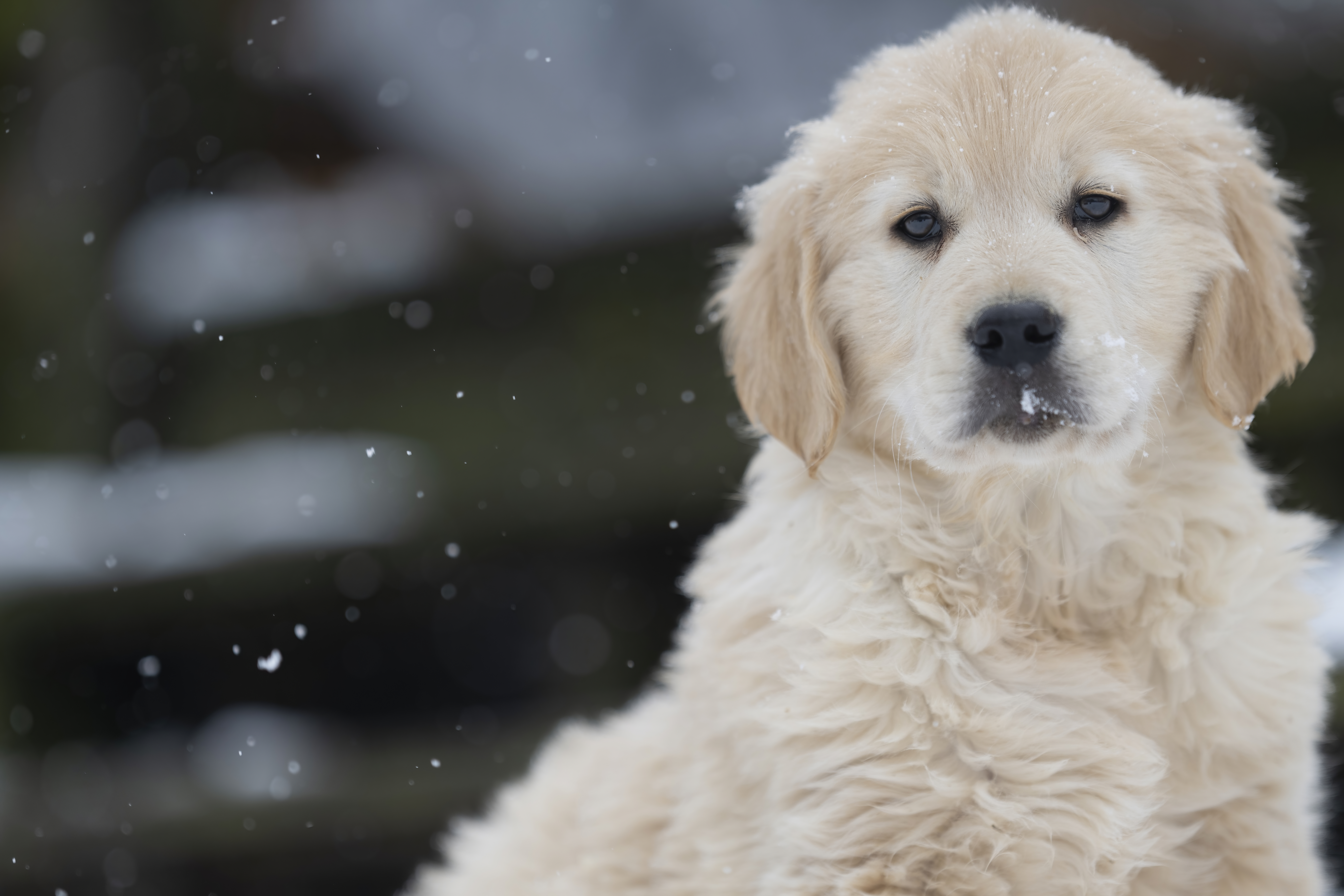 Golden Retriever adult mentoring calm puppy
