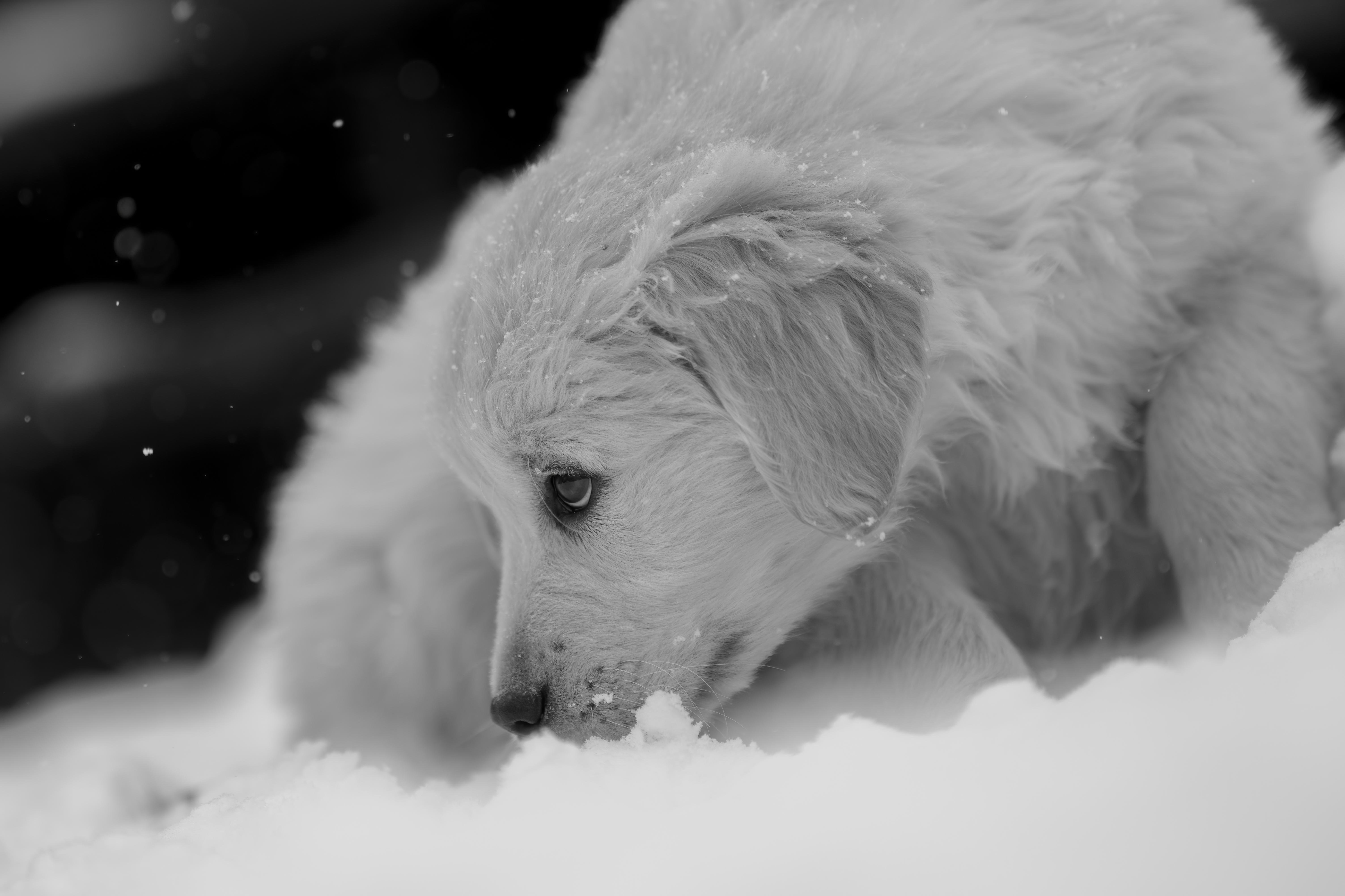 Puppies — DukeGr102 1 f