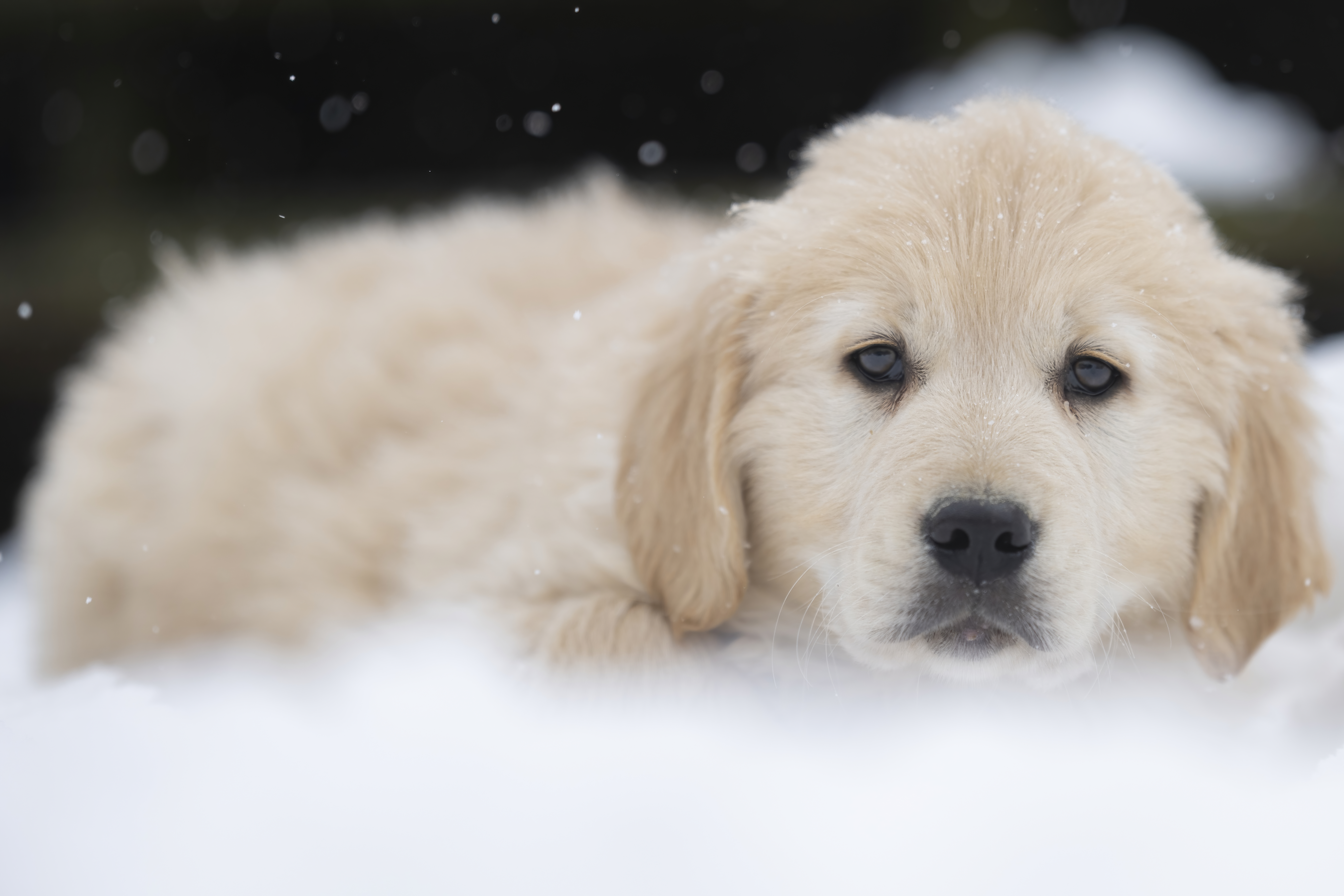 Golden Retriever puppy with adult dog