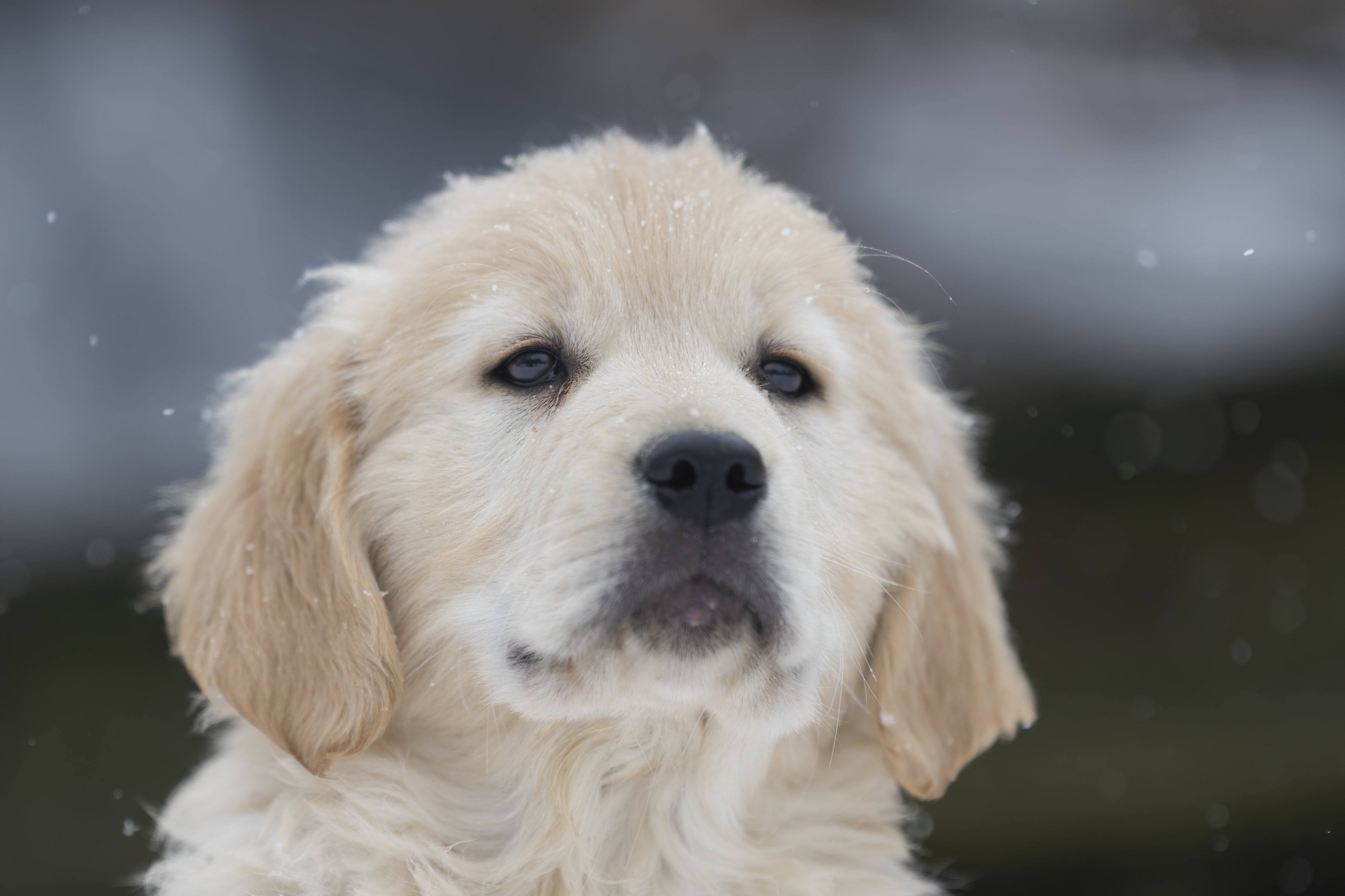 Puppies — DukeGr125 f