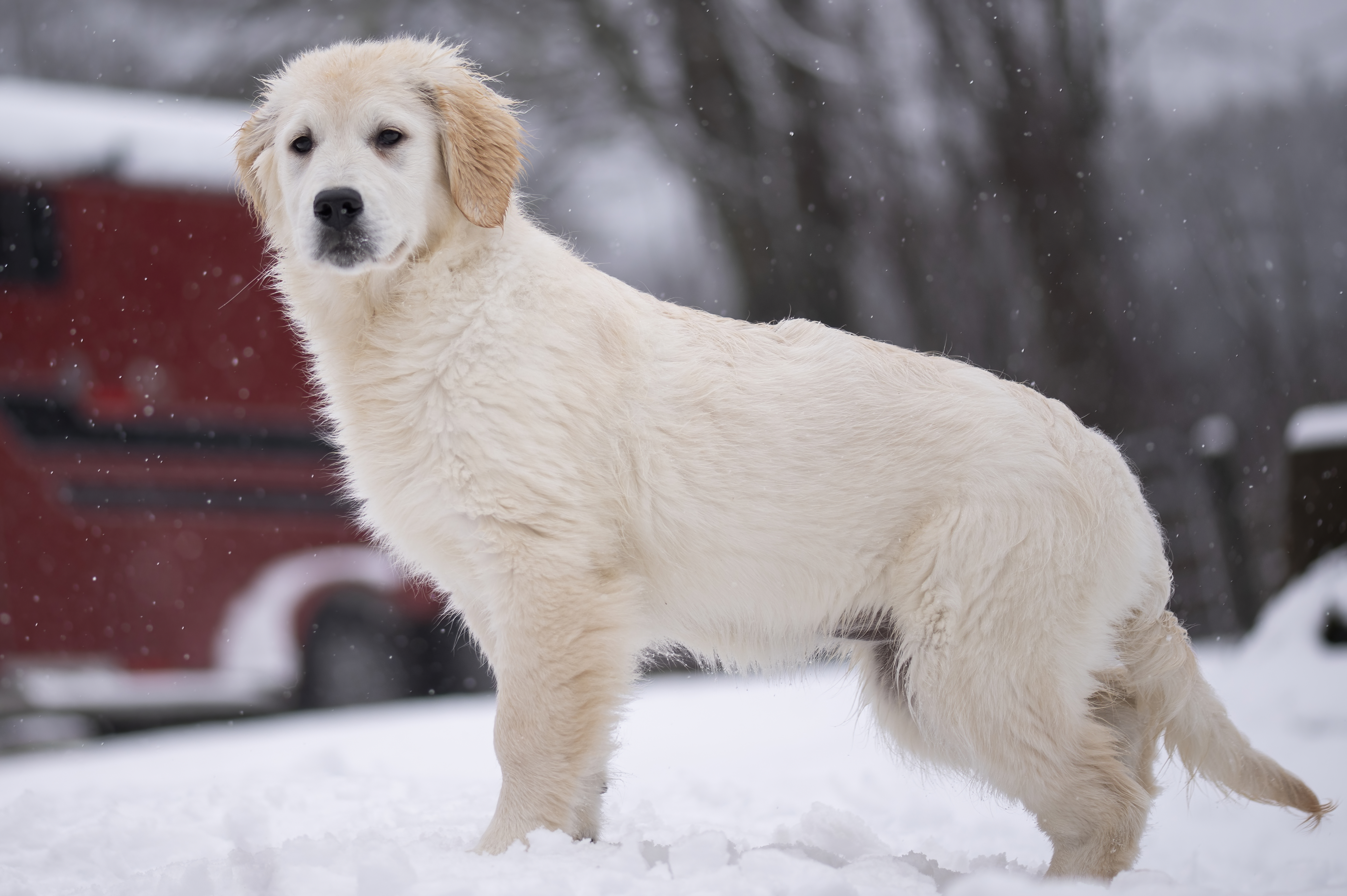 Fluffy Golden Retriever puppy portrait