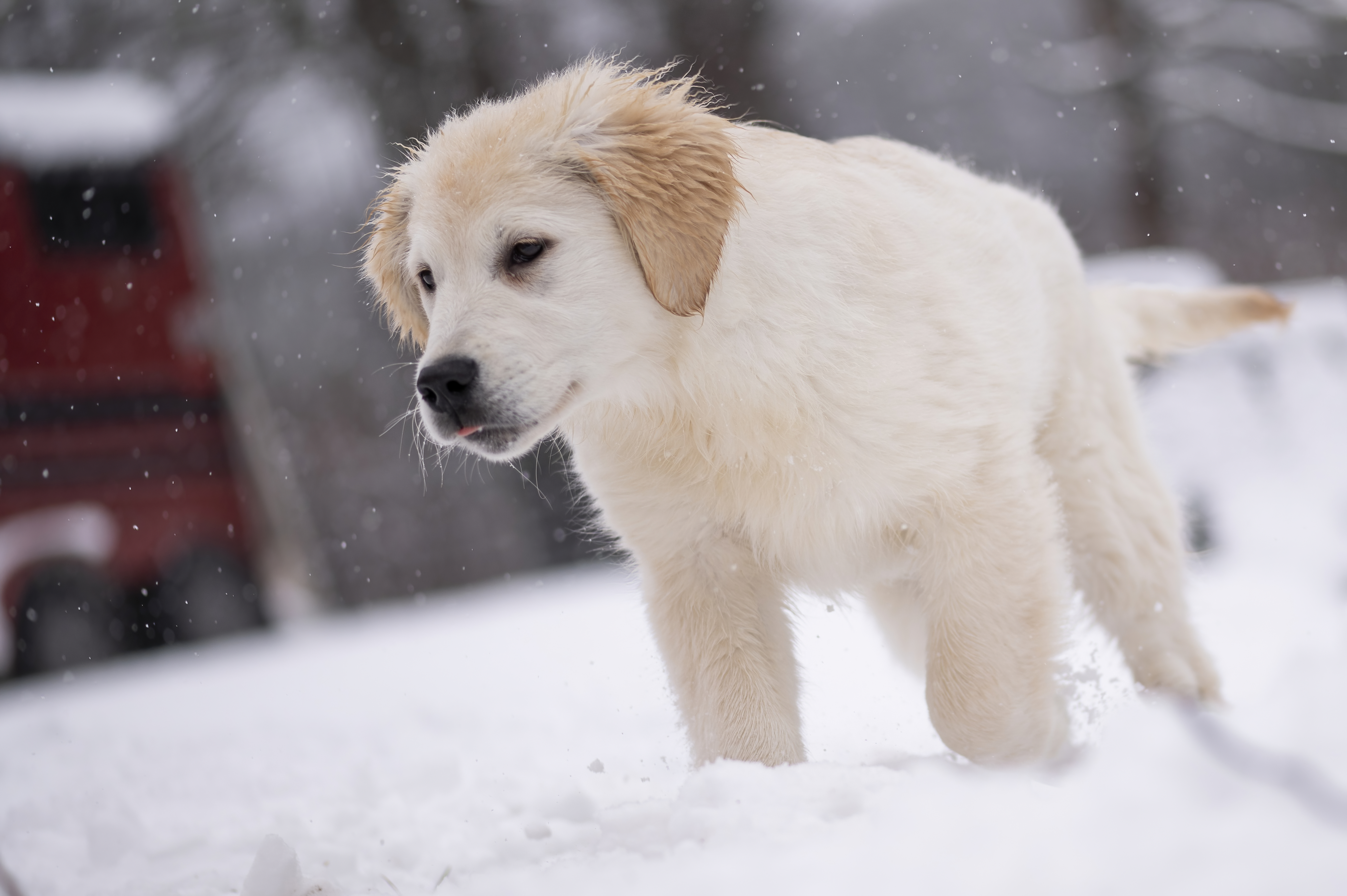 Puppies — FluffPup379 f