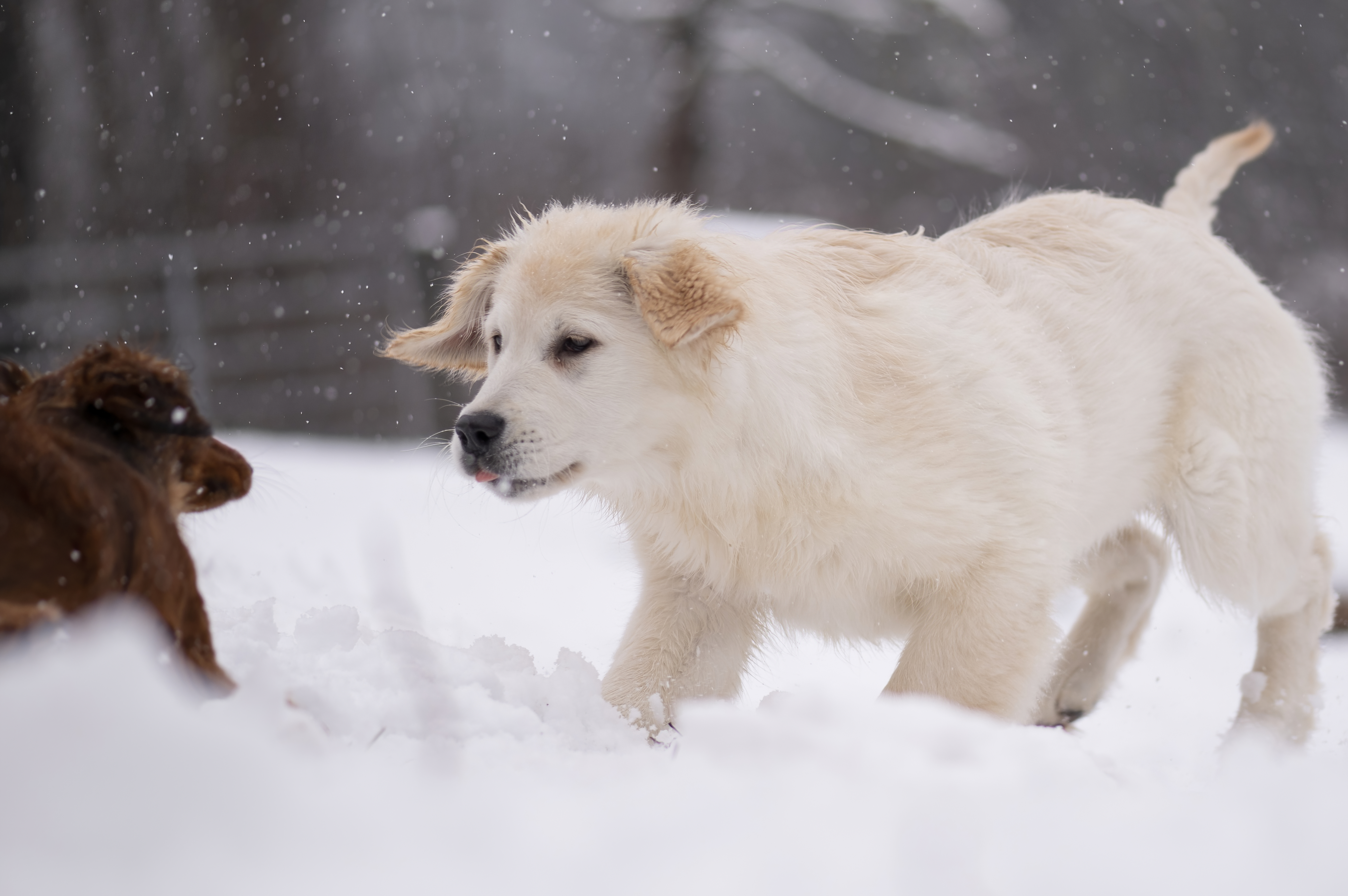 Puppies — FluffPup458 f
