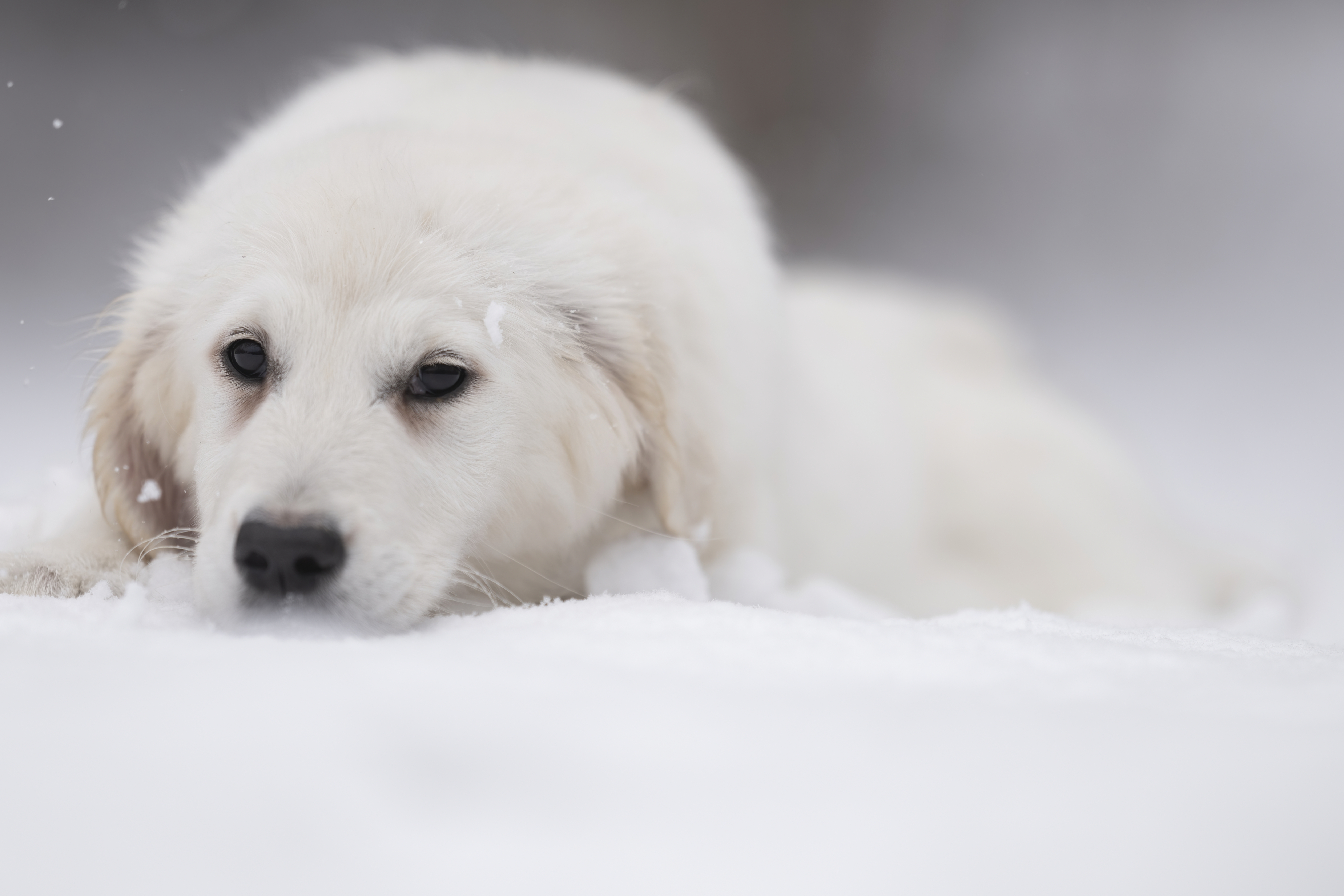 Puppies — WPup2046 f