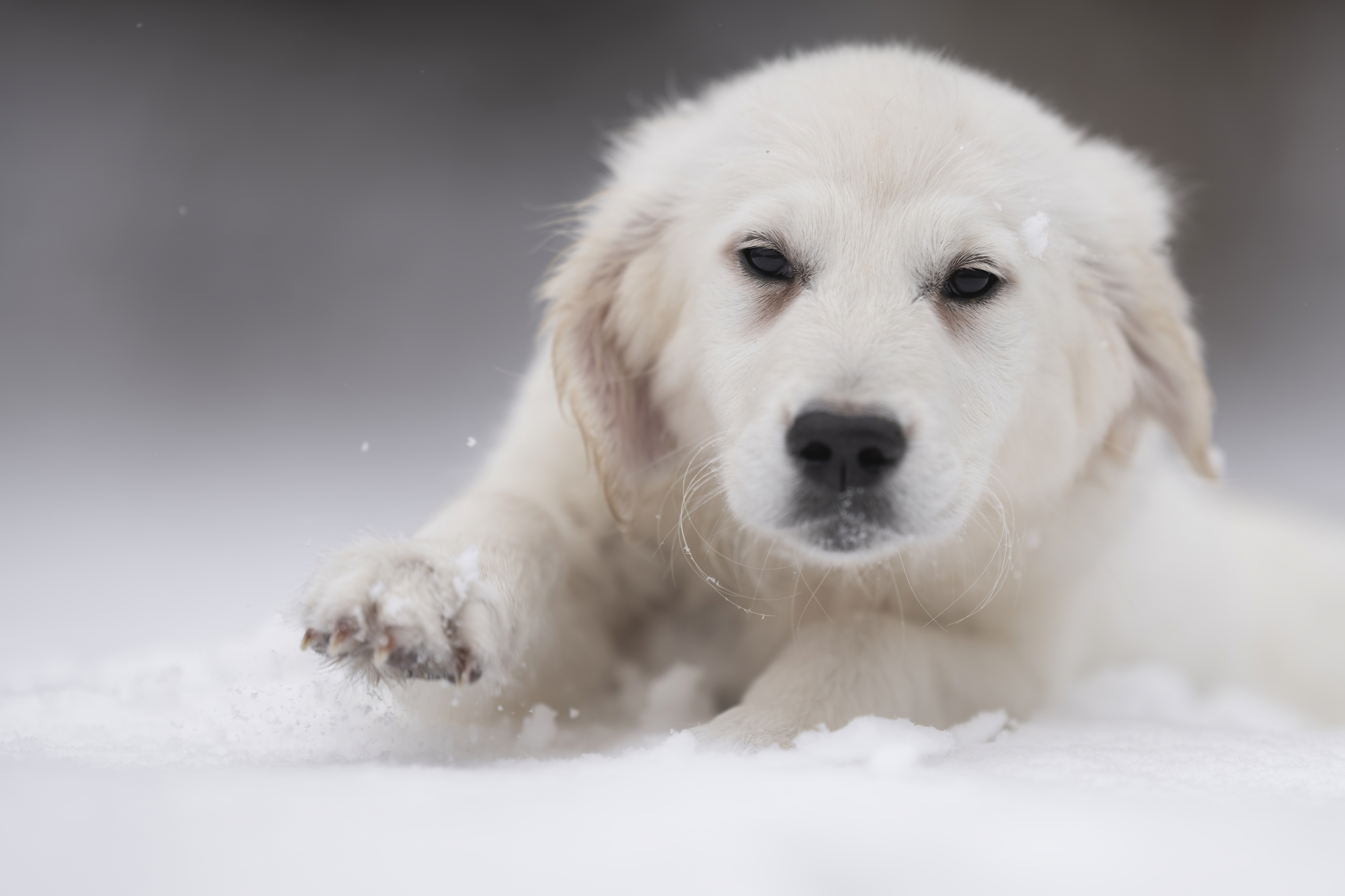 Puppies — WPup2050 f