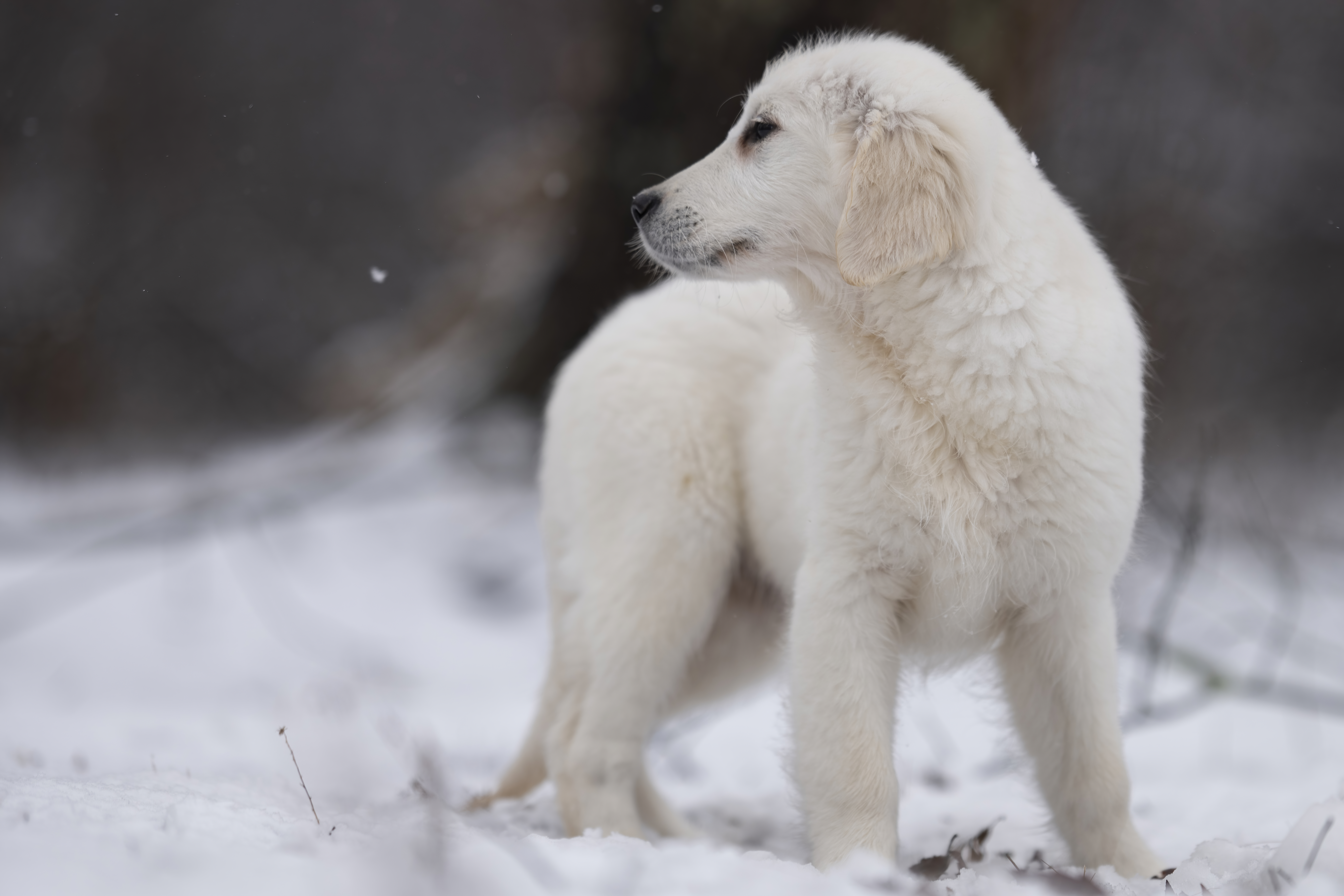 Puppies — WPup2091 f