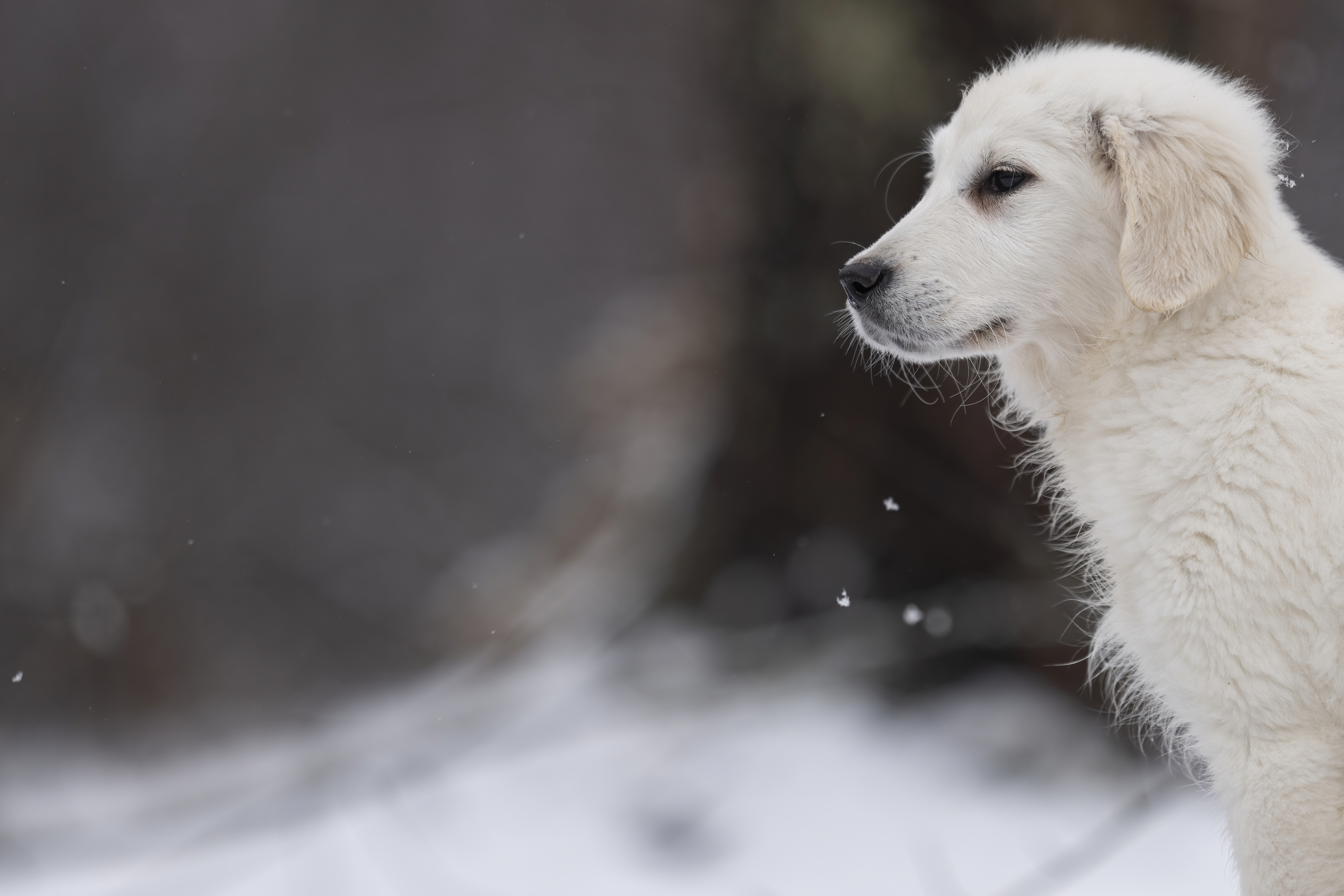 Puppies — WPup2124 f