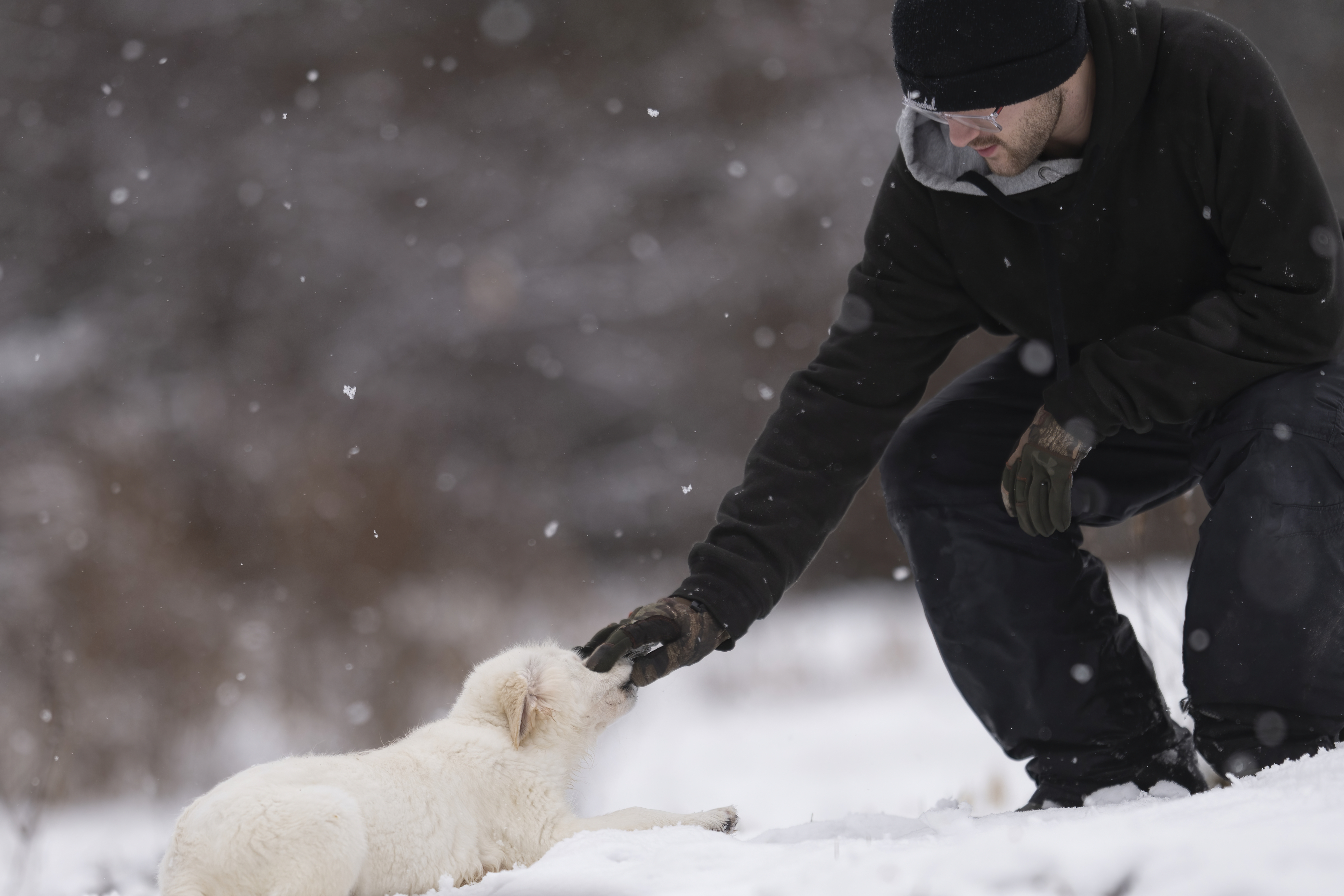 Puppies — WPup2275 f