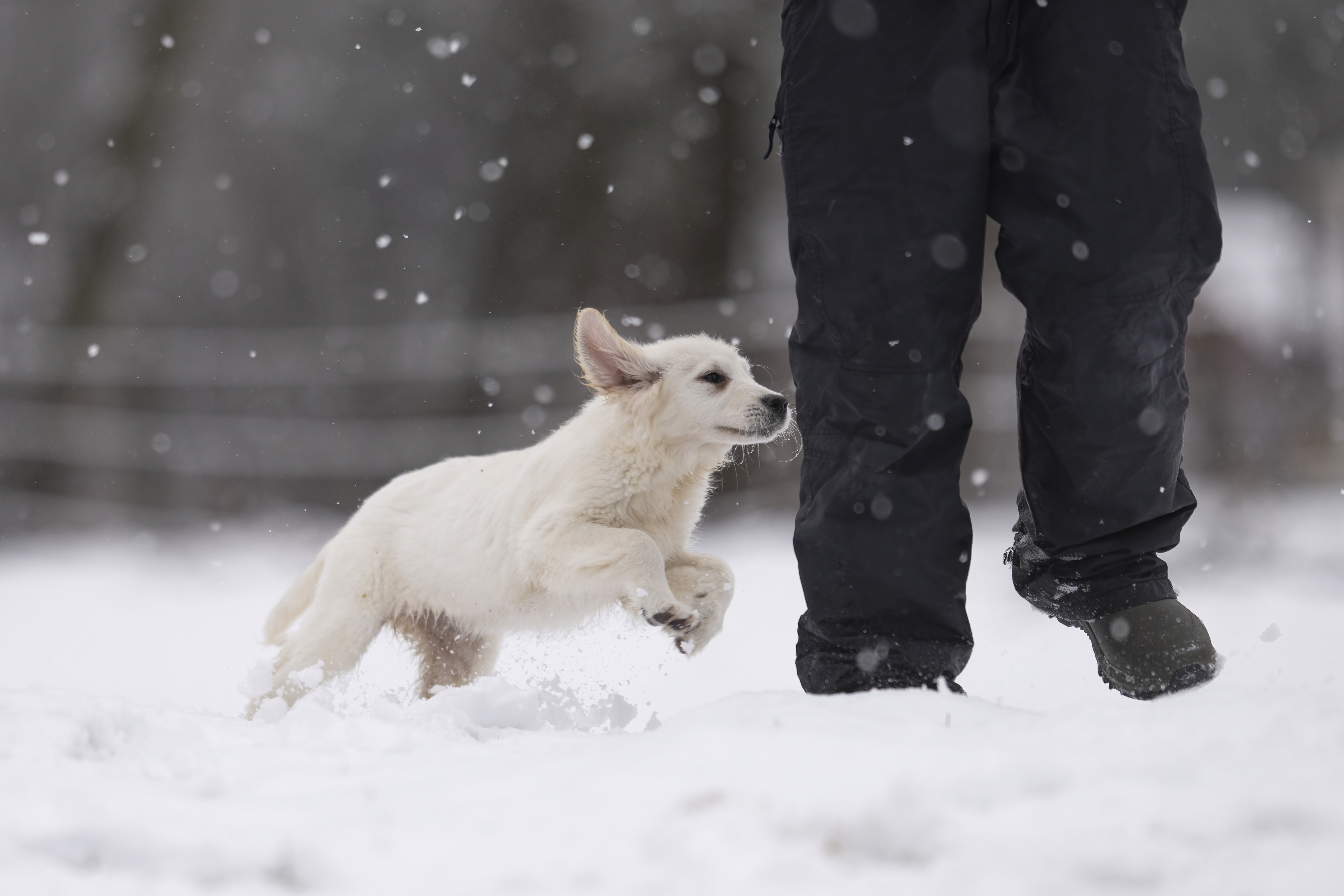 Puppies — WPup2282 f