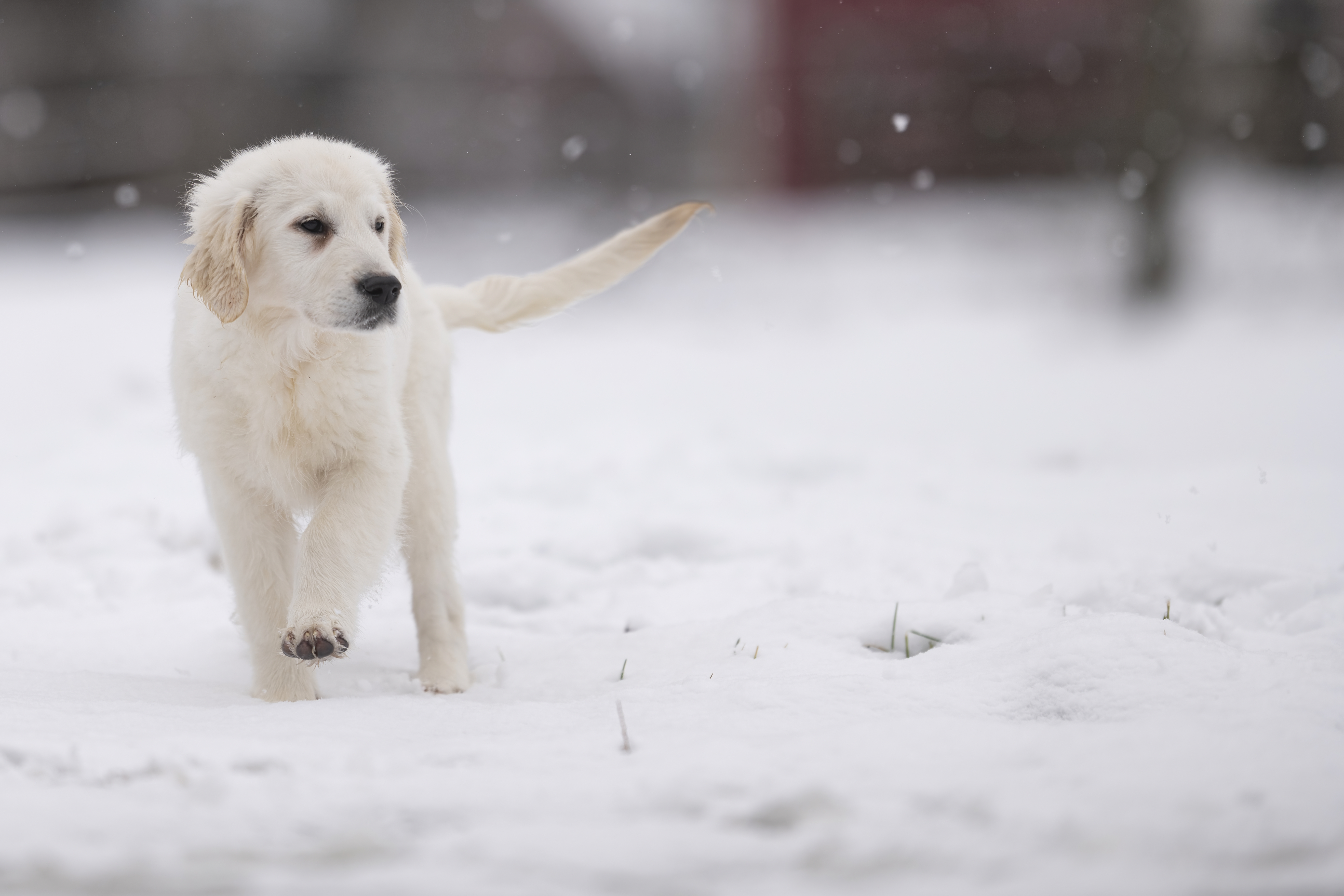 Puppies — WPup2340 f