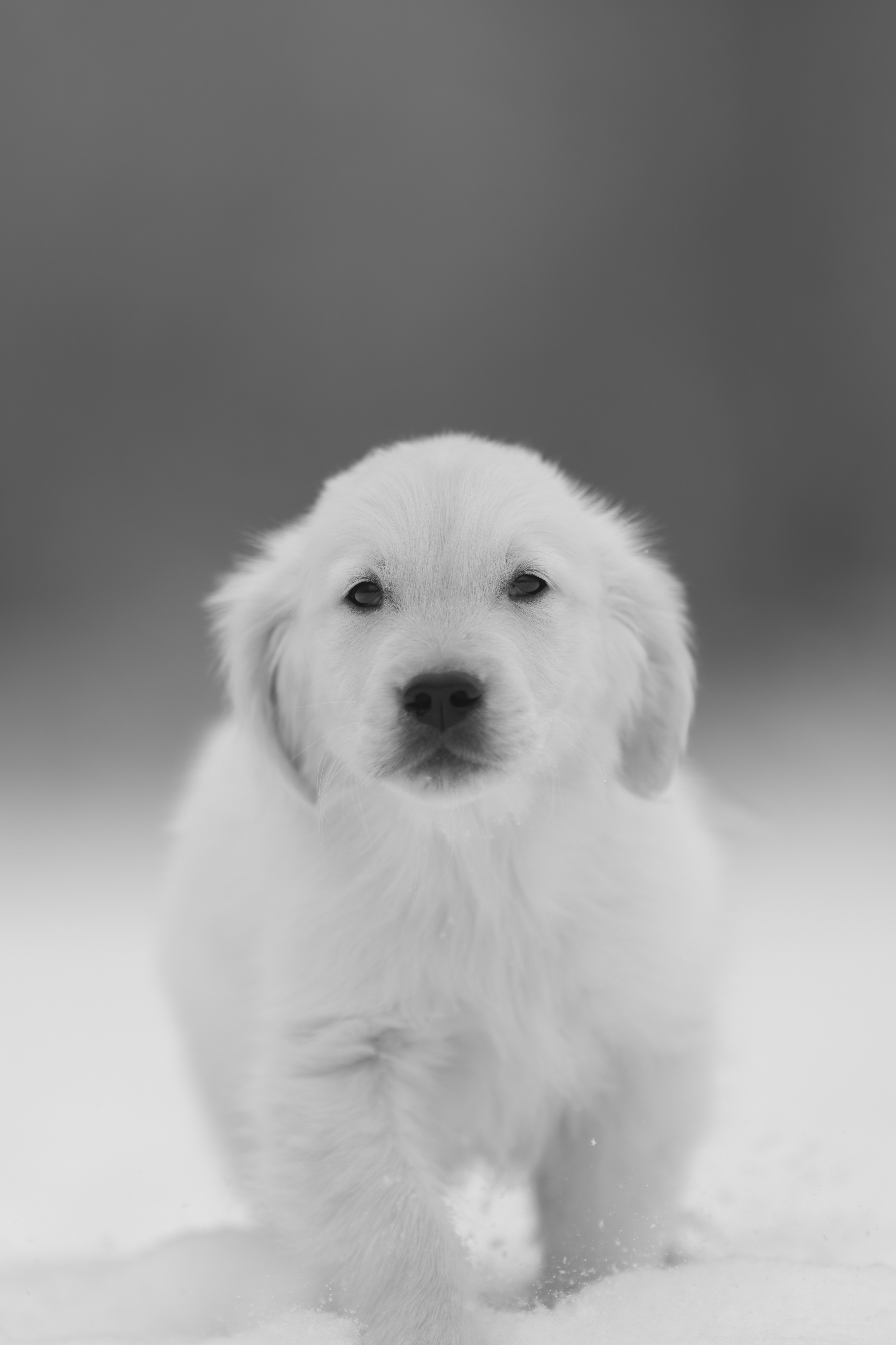 Puppies — MiaWhite251 1 f