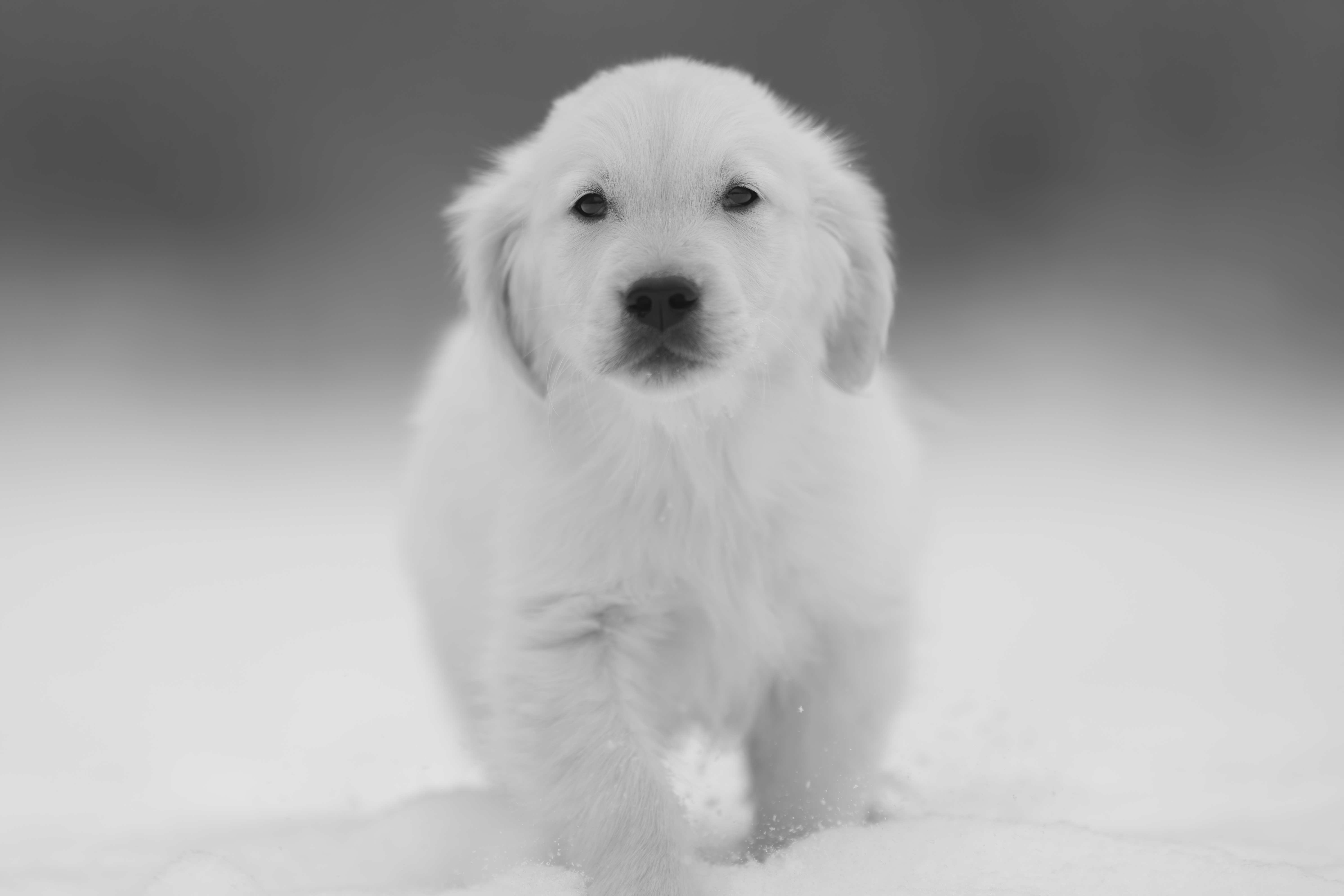 Puppies — MiaWhite251 2 f