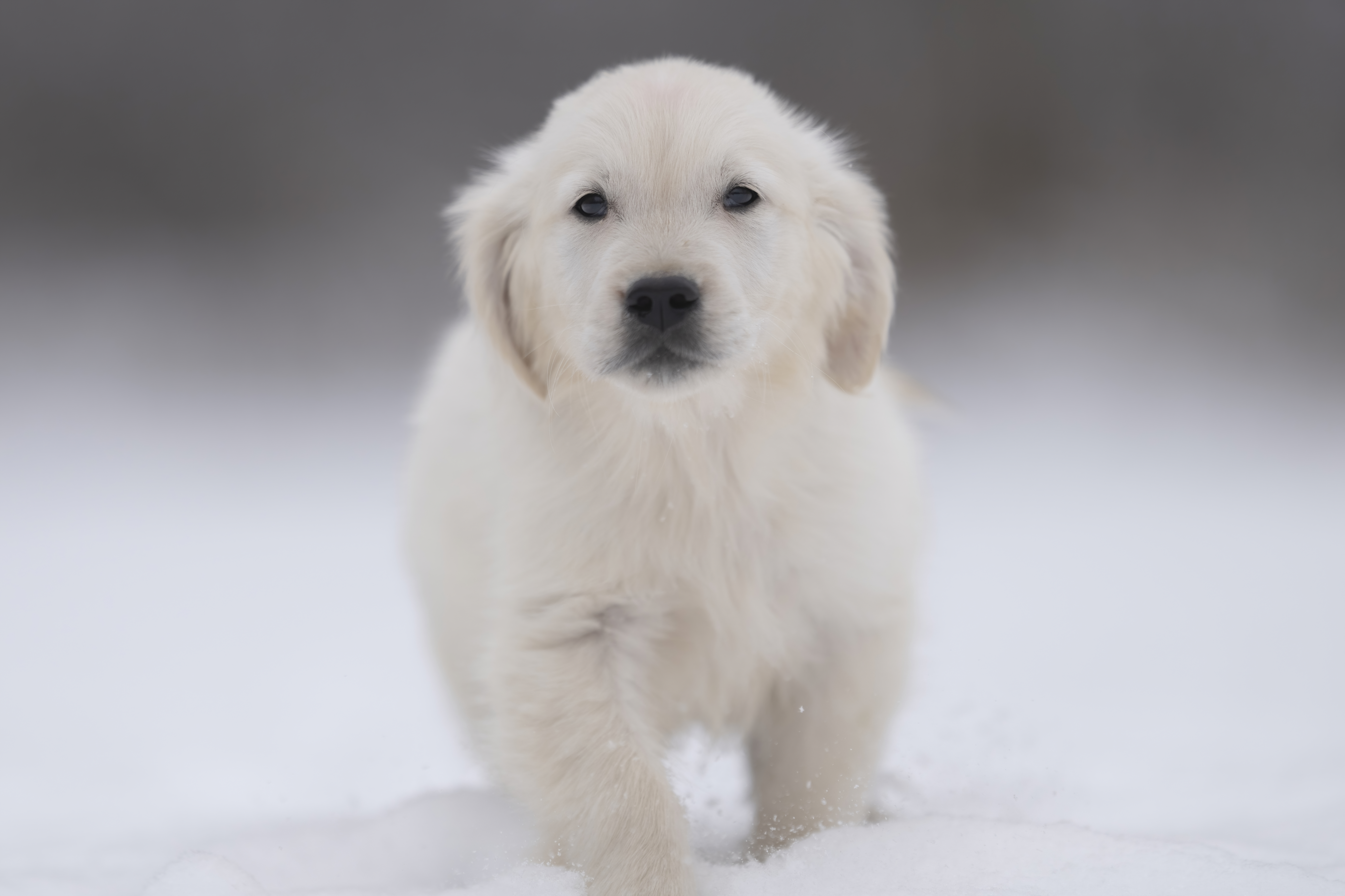 Puppies — MiaWhite251 3 f