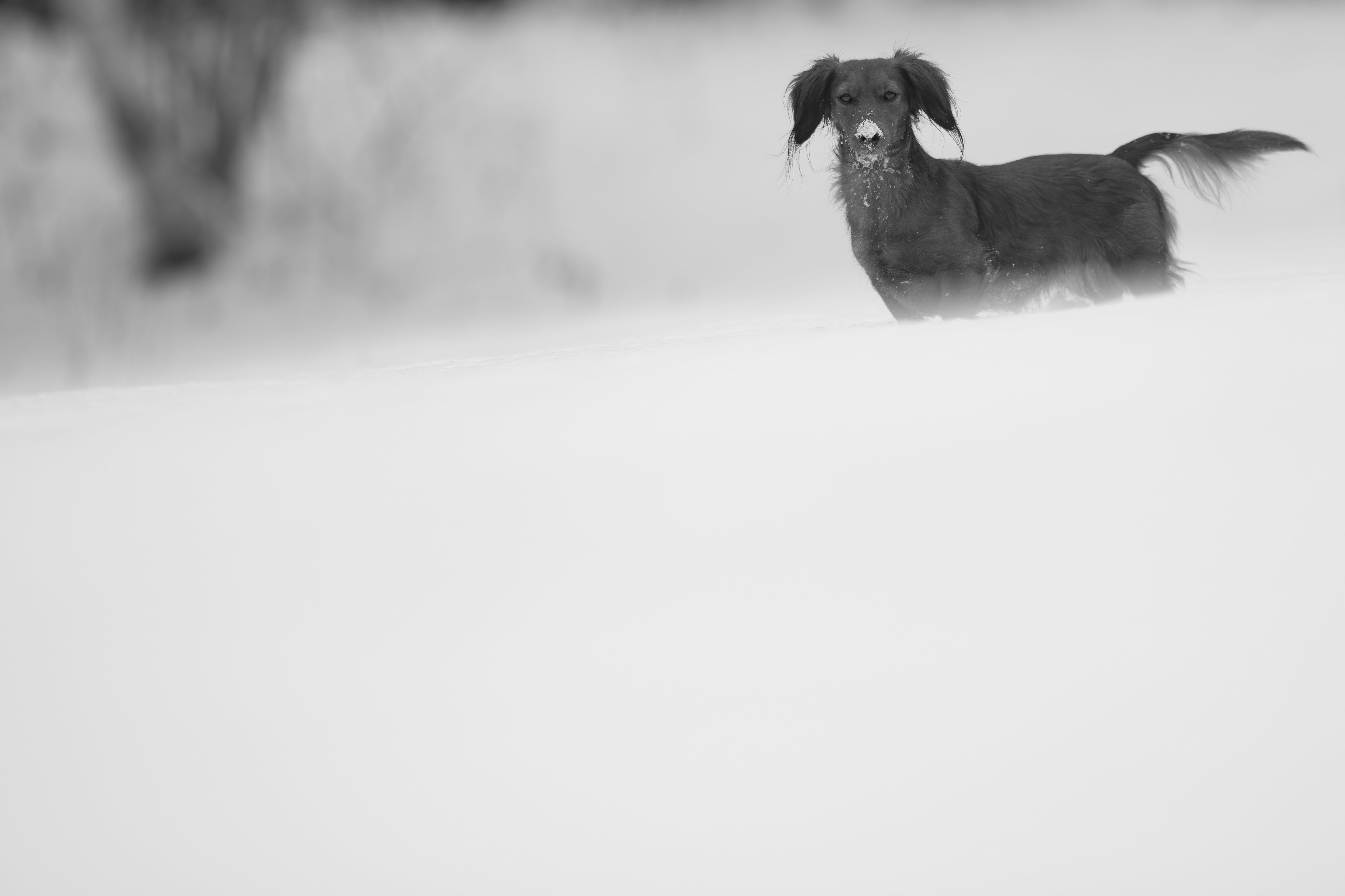 Puppies — MiaWhite329 1 f