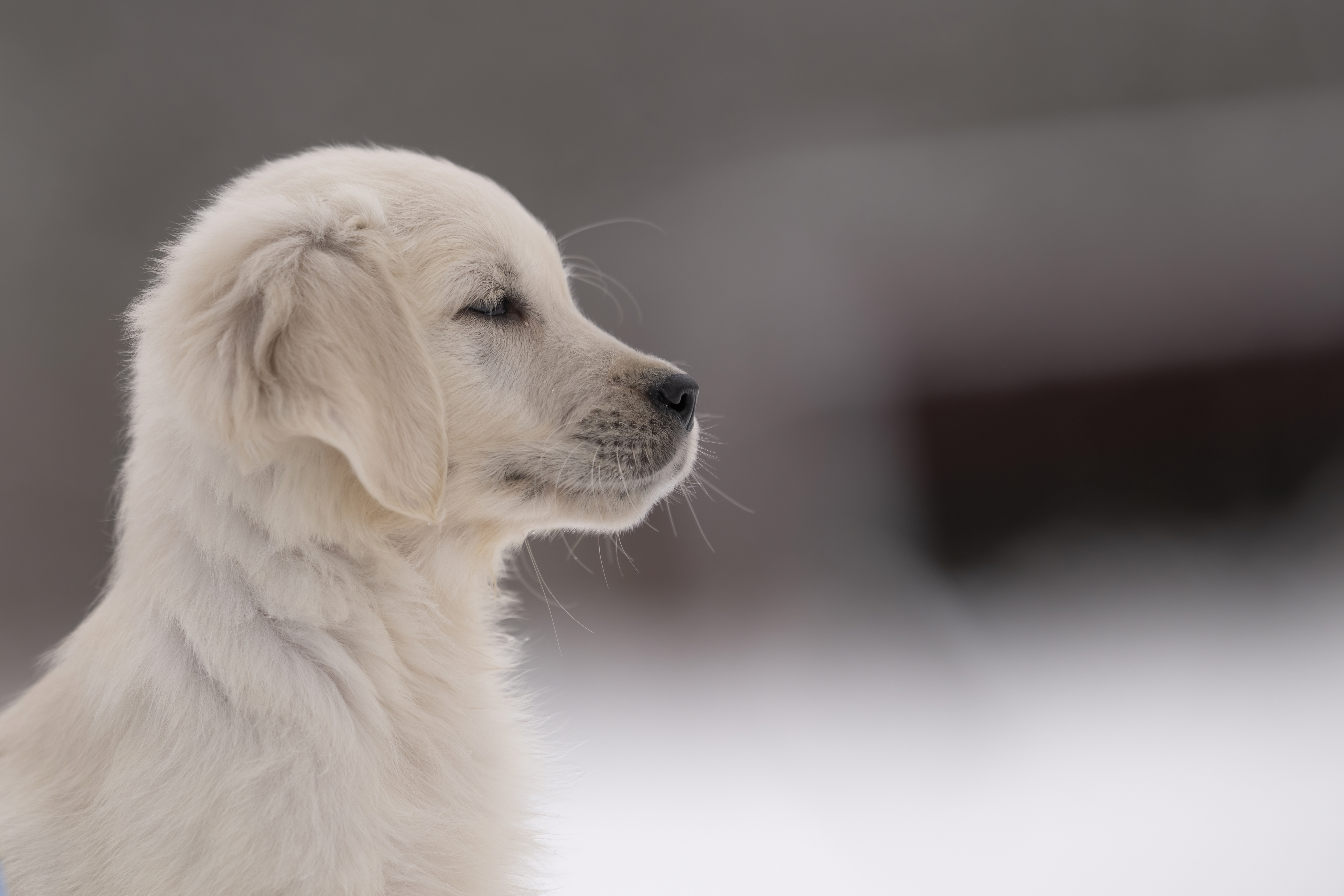 Puppies — MiaWhite392 f