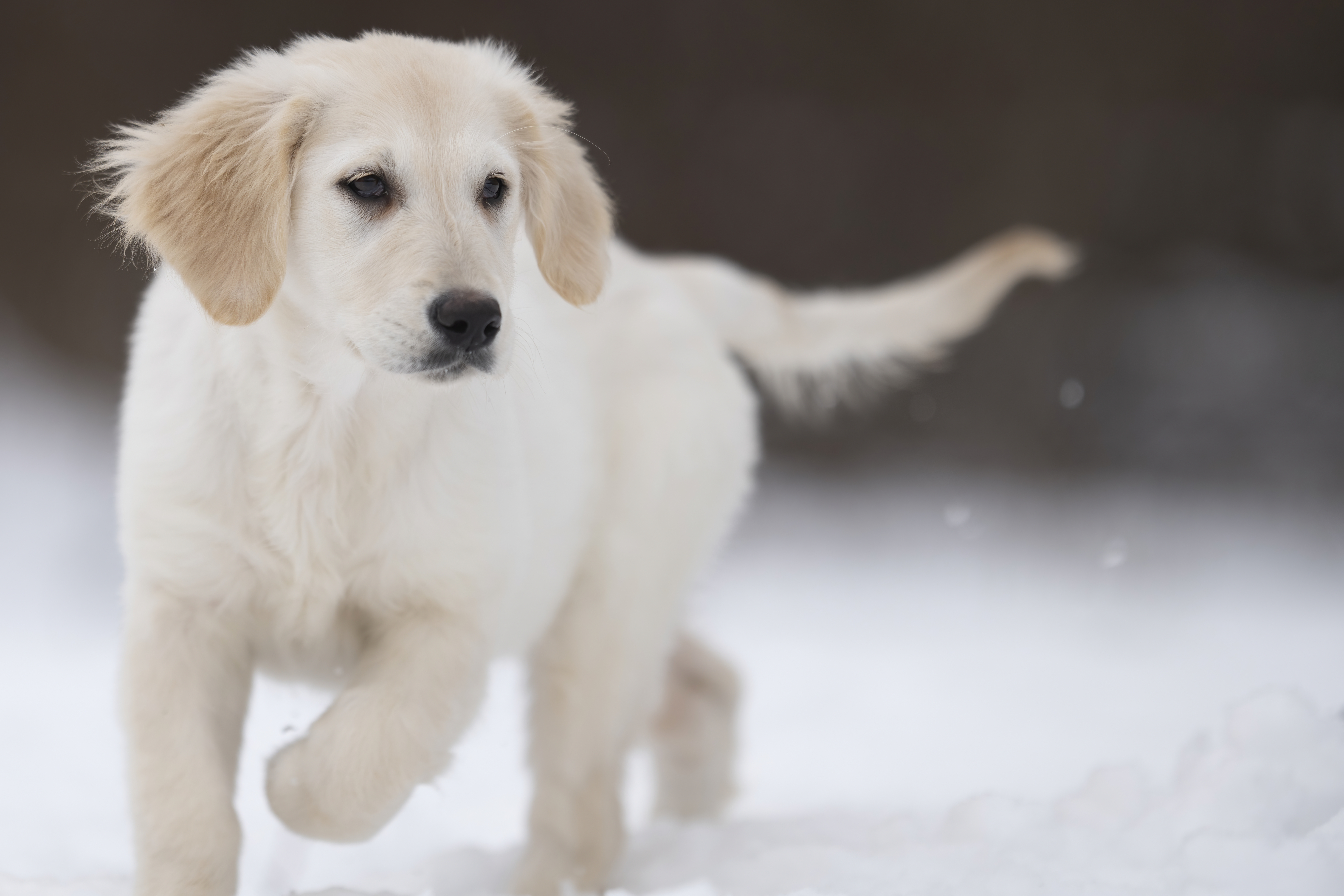 Puppies — LittleRedMo045 f